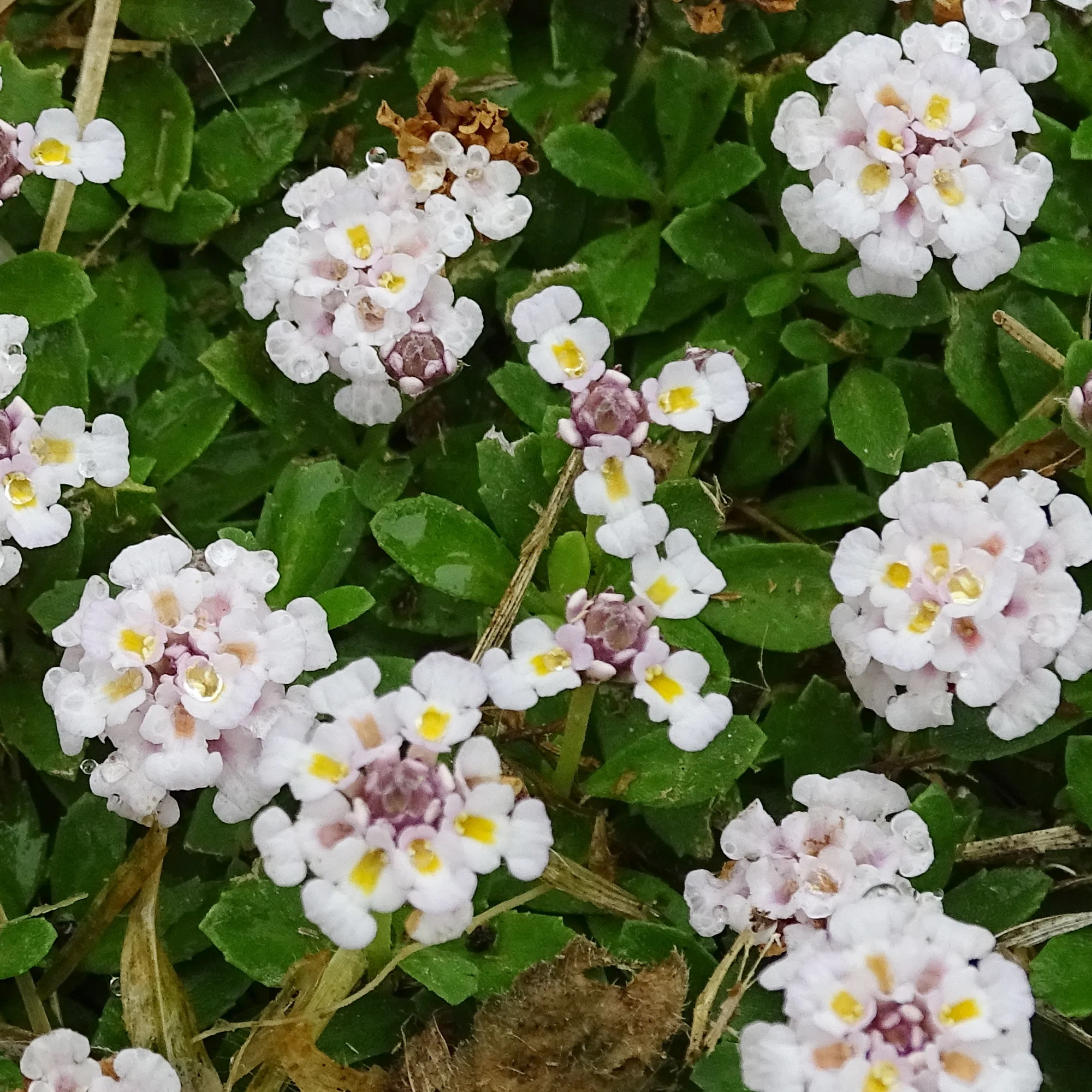 Kruipende verbena