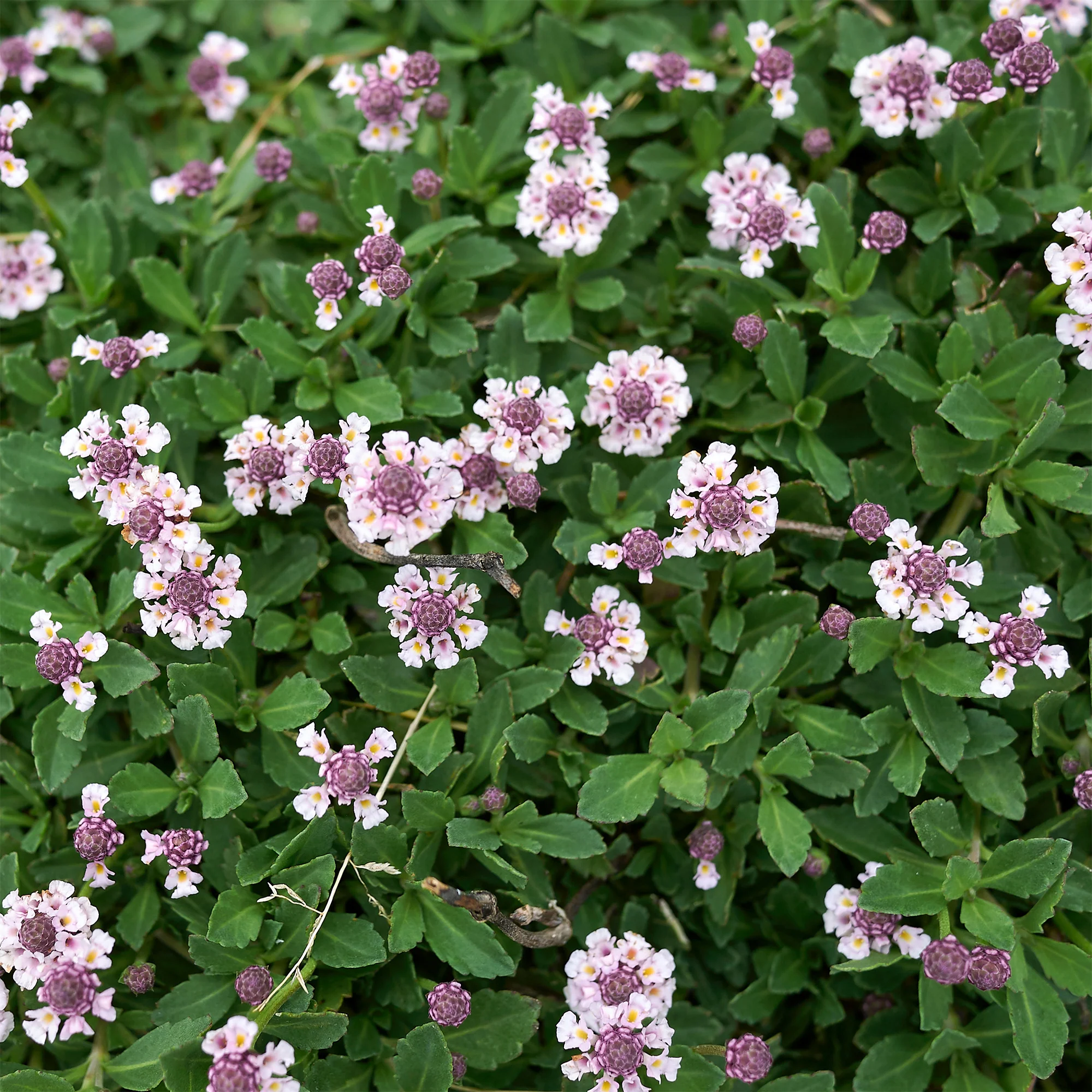 Kruipende verbena - Image 2