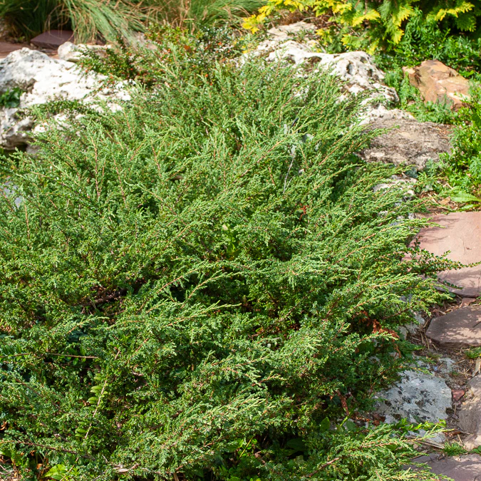 Kruipjeneverbes Wiltonii