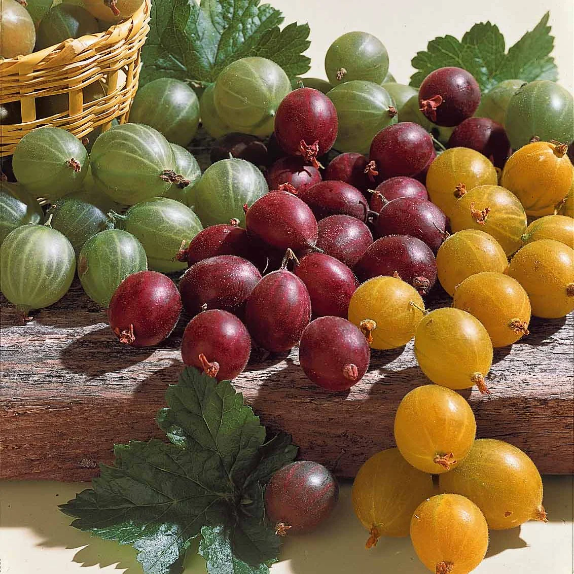 Kruisbes Mix 'Winhams Industry' + 'Anglaise Blanch' (x4)