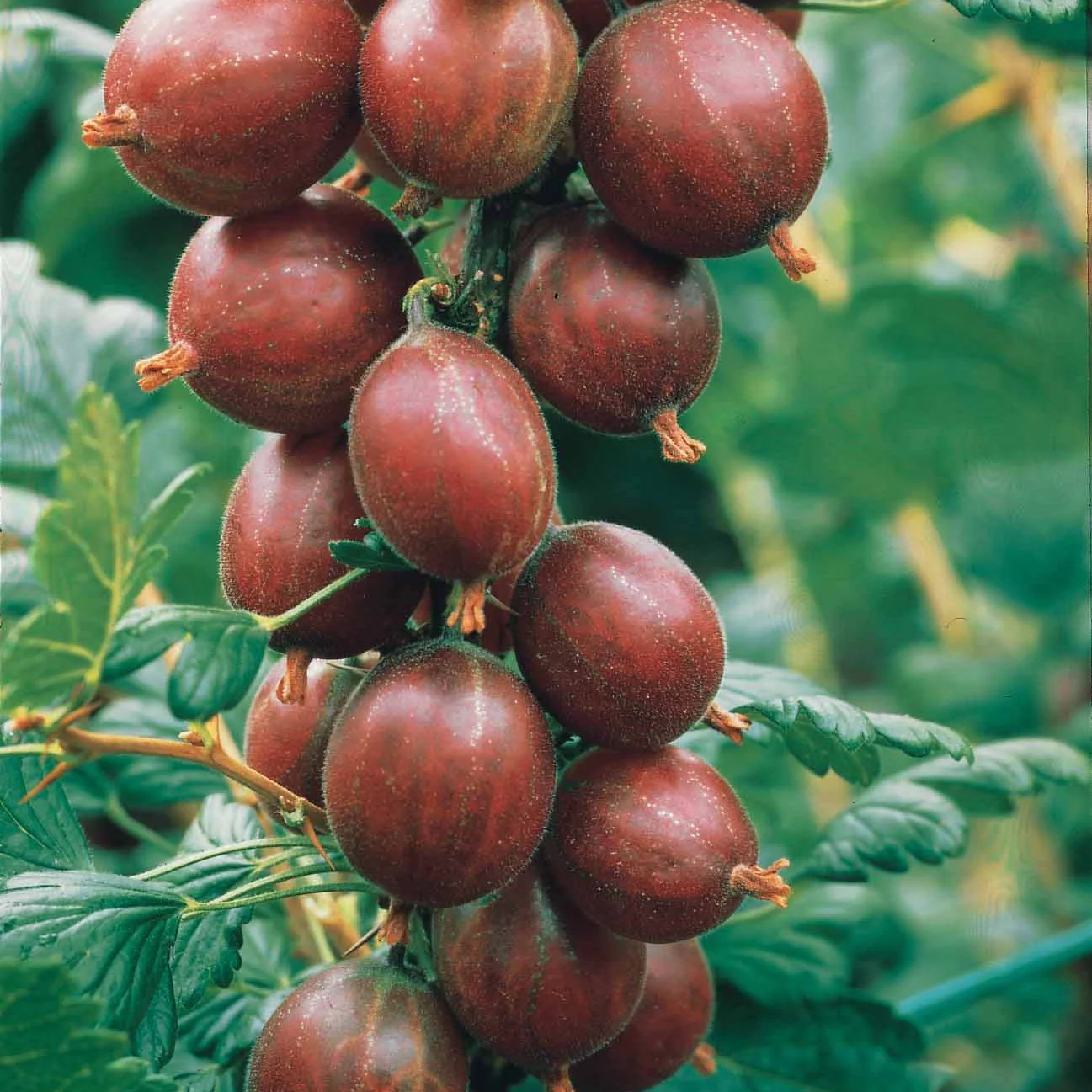 Kruisbes Mix 'Winhams Industry' + 'Anglaise Blanch' (x4) - Image 3