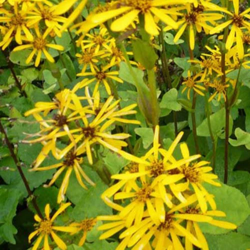 Kruiskruid hessei