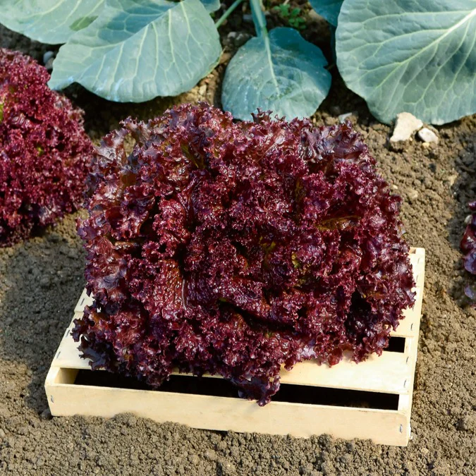 Krulsla 'Lollo Rosso'