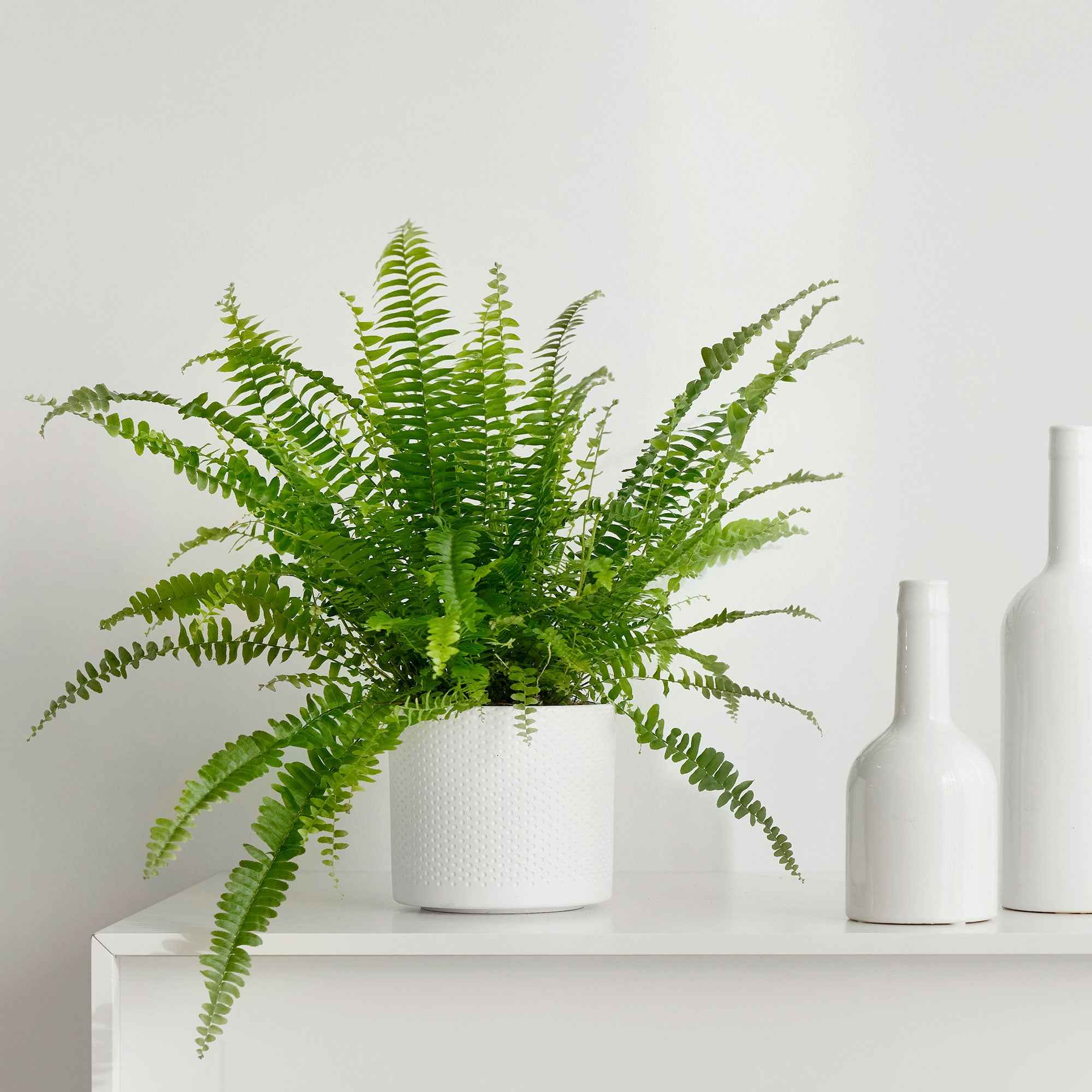 Krulvaren Nephrolepis 'Green Lady'