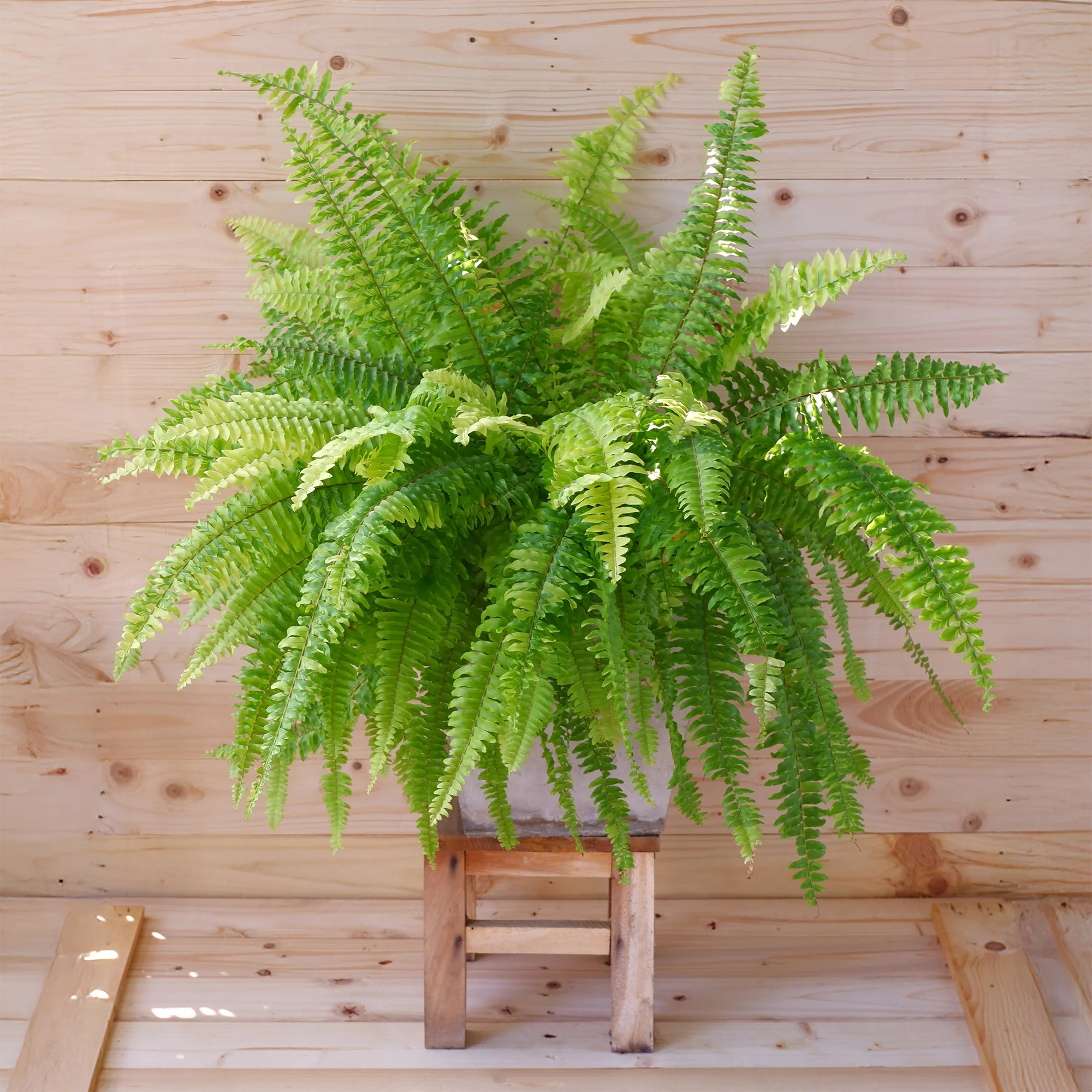 Krulvaren Nephrolepis 'Green Lady' - Image 2
