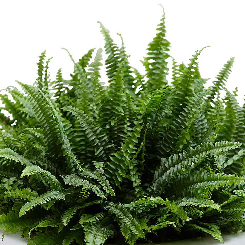 Krulvaren Nephrolepis 'Green Lady' - Image 3