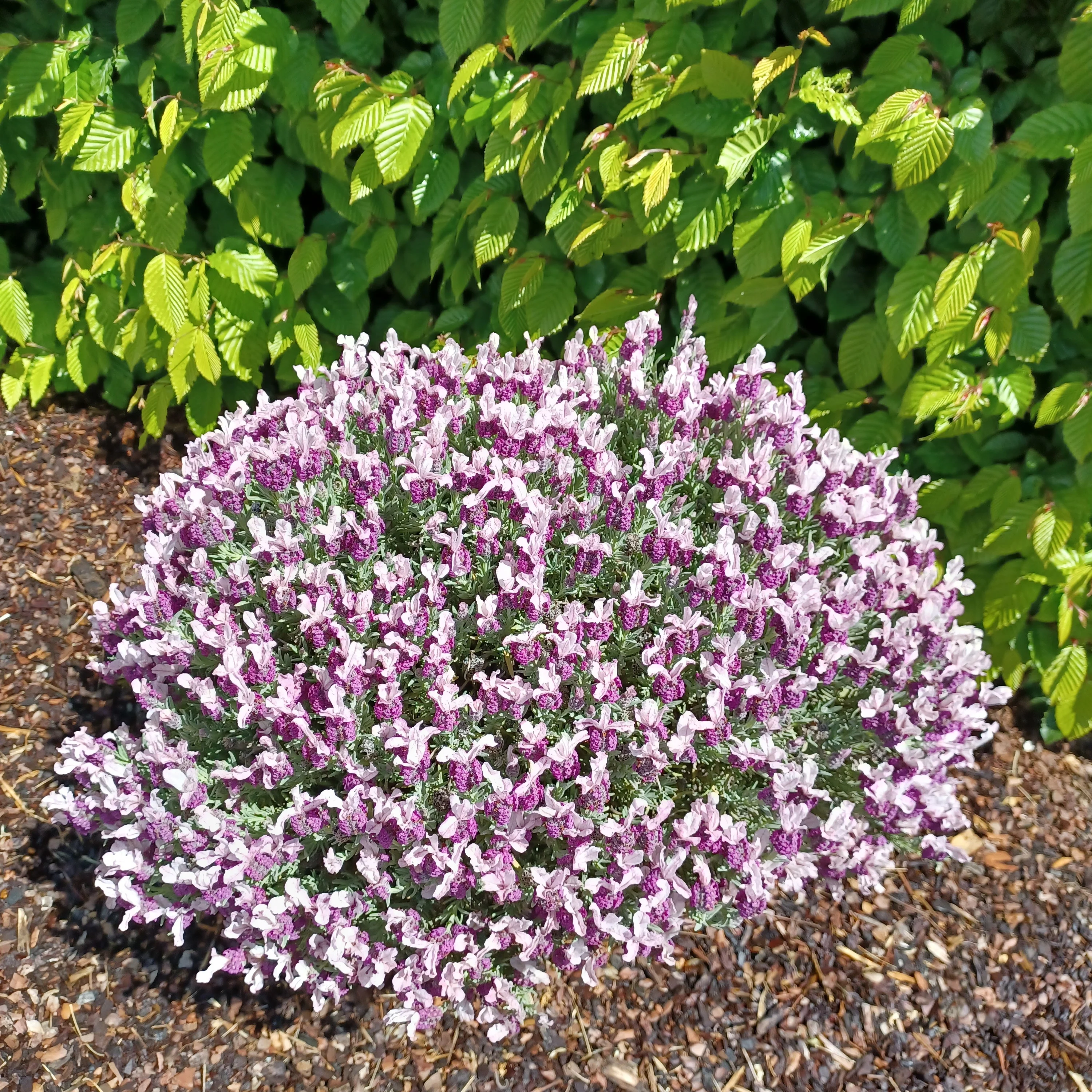 Kuiflavendel 'Magical ® Posy Pink'