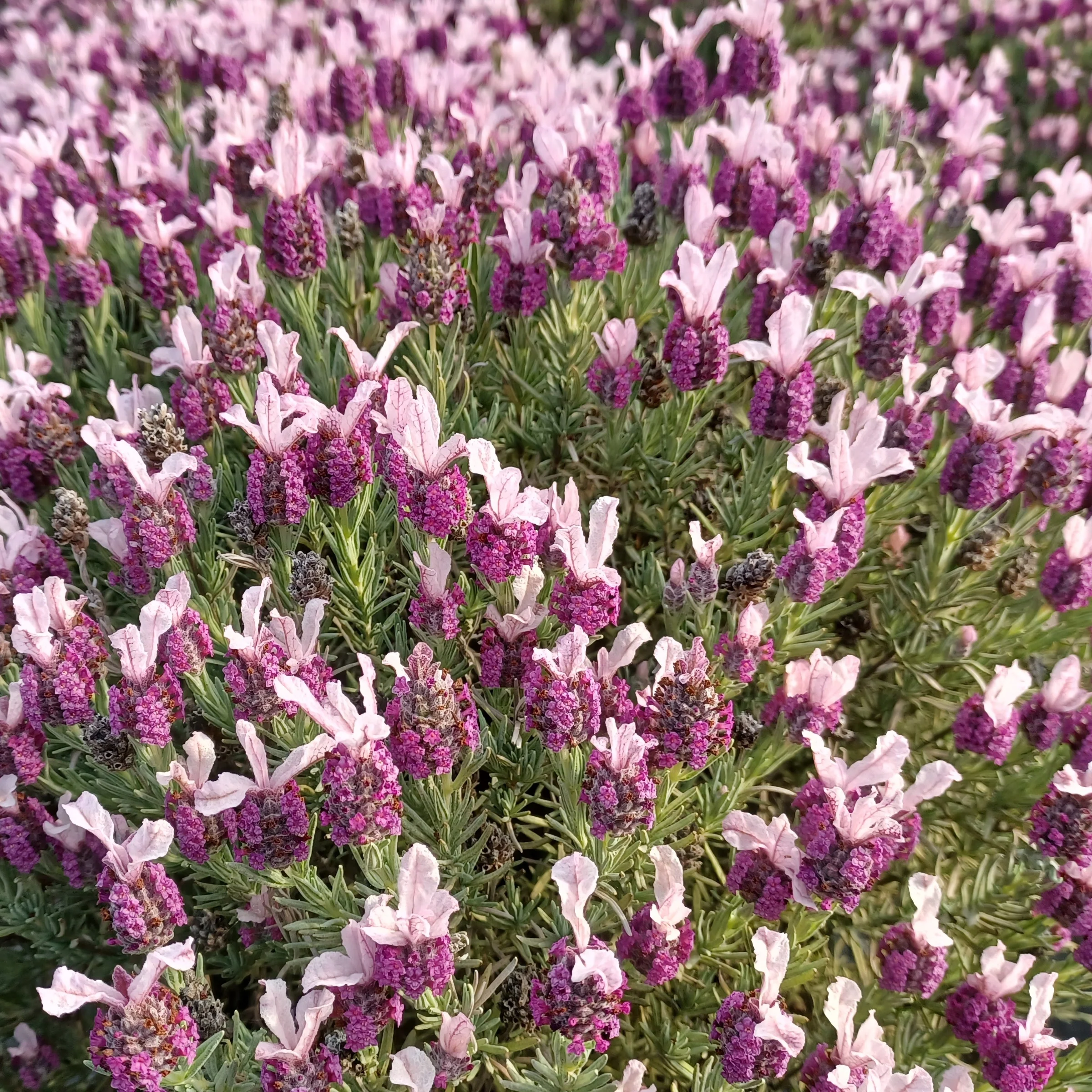 Kuiflavendel 'Magical ® Posy Pink' - Image 3