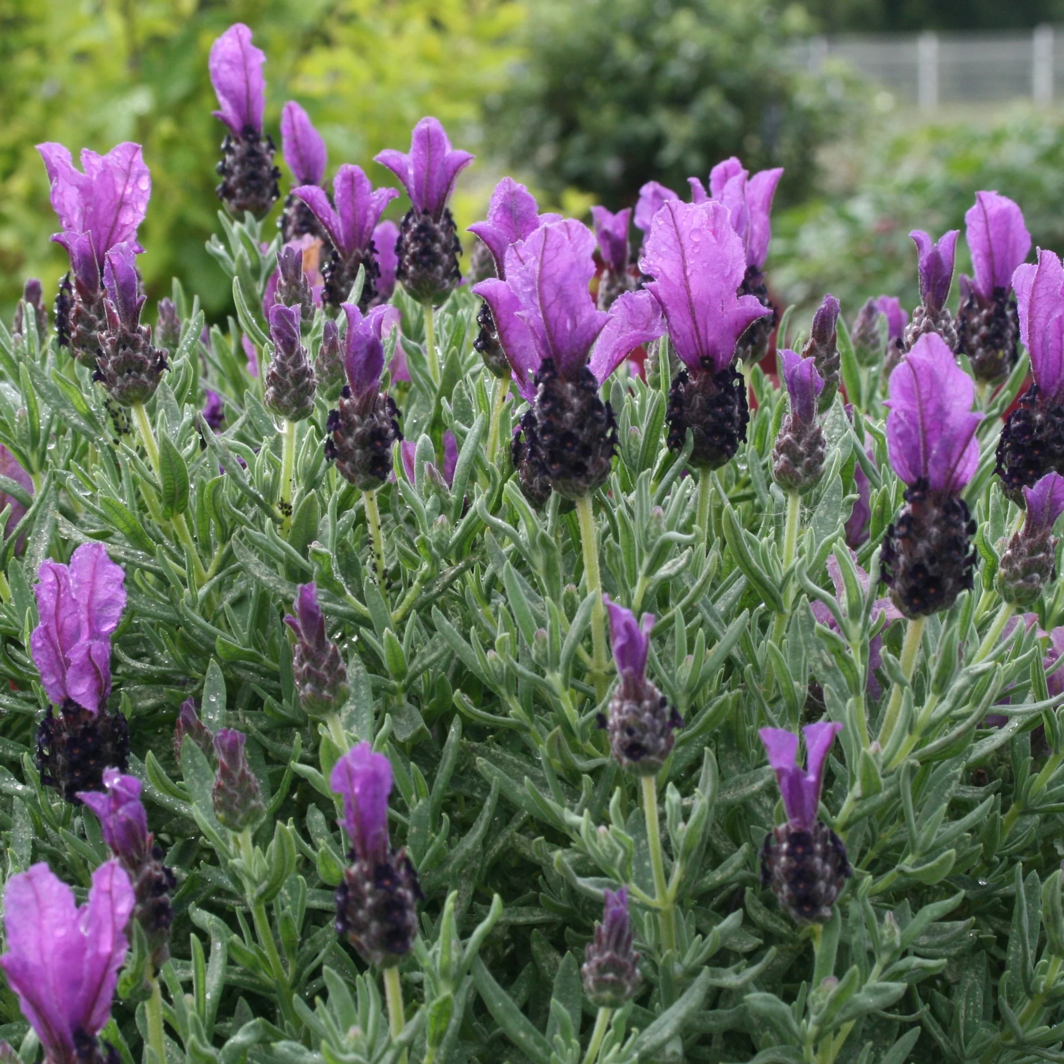 Kuiflavendel 'Magical ® Posy Purple' - Image 2