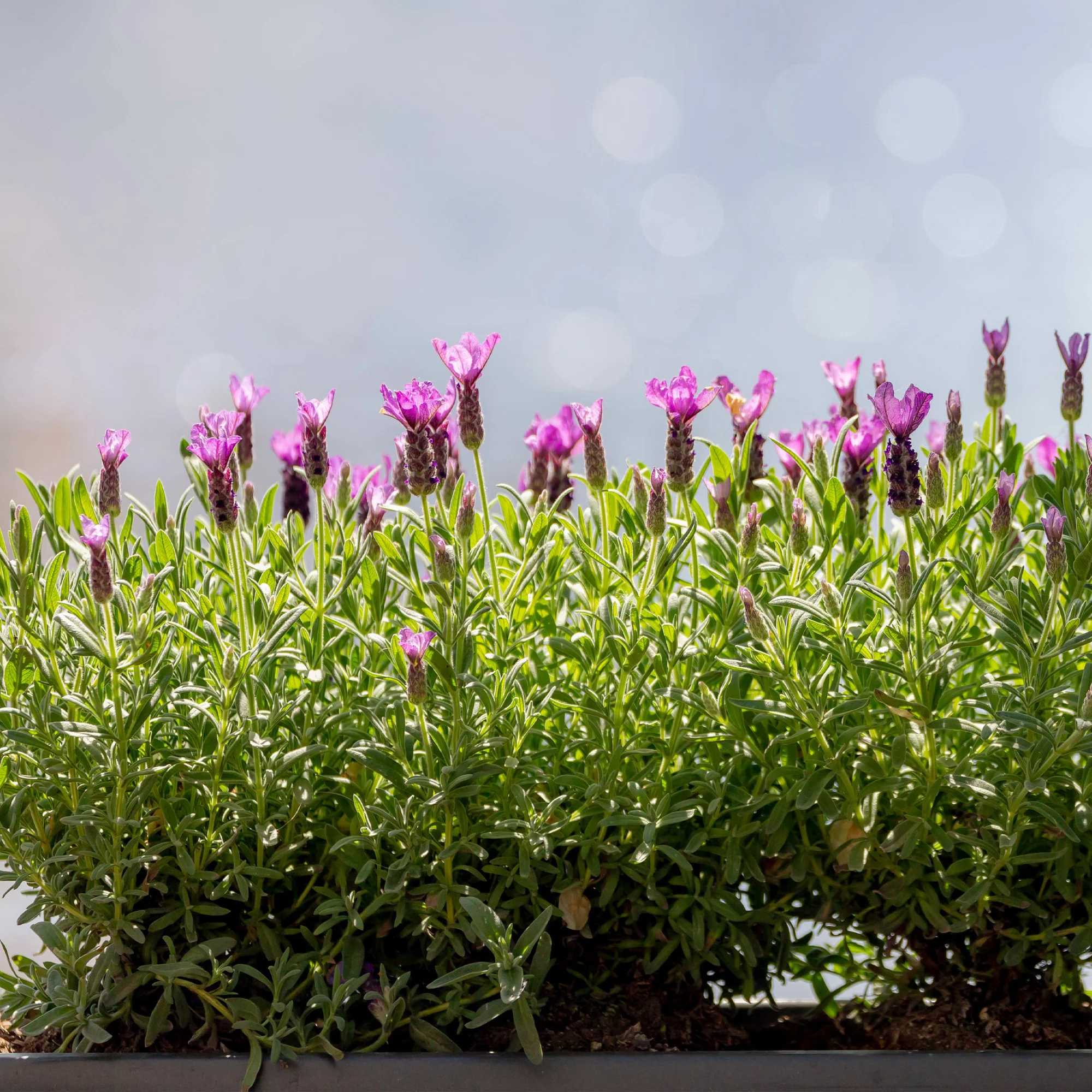 Kuiflavendel 'The Princess ® Lavender' - Image 2