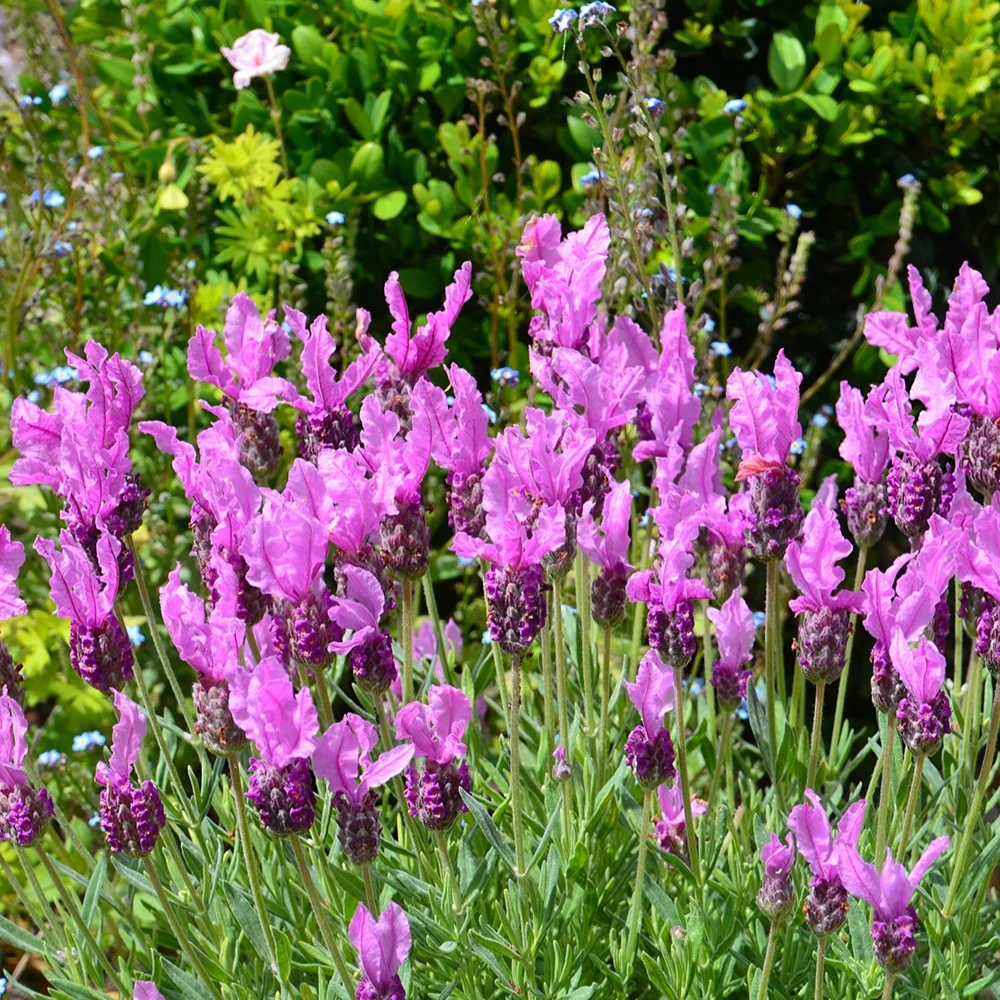 Kuiflavendel 'The Princess ® Lavender' - Image 4