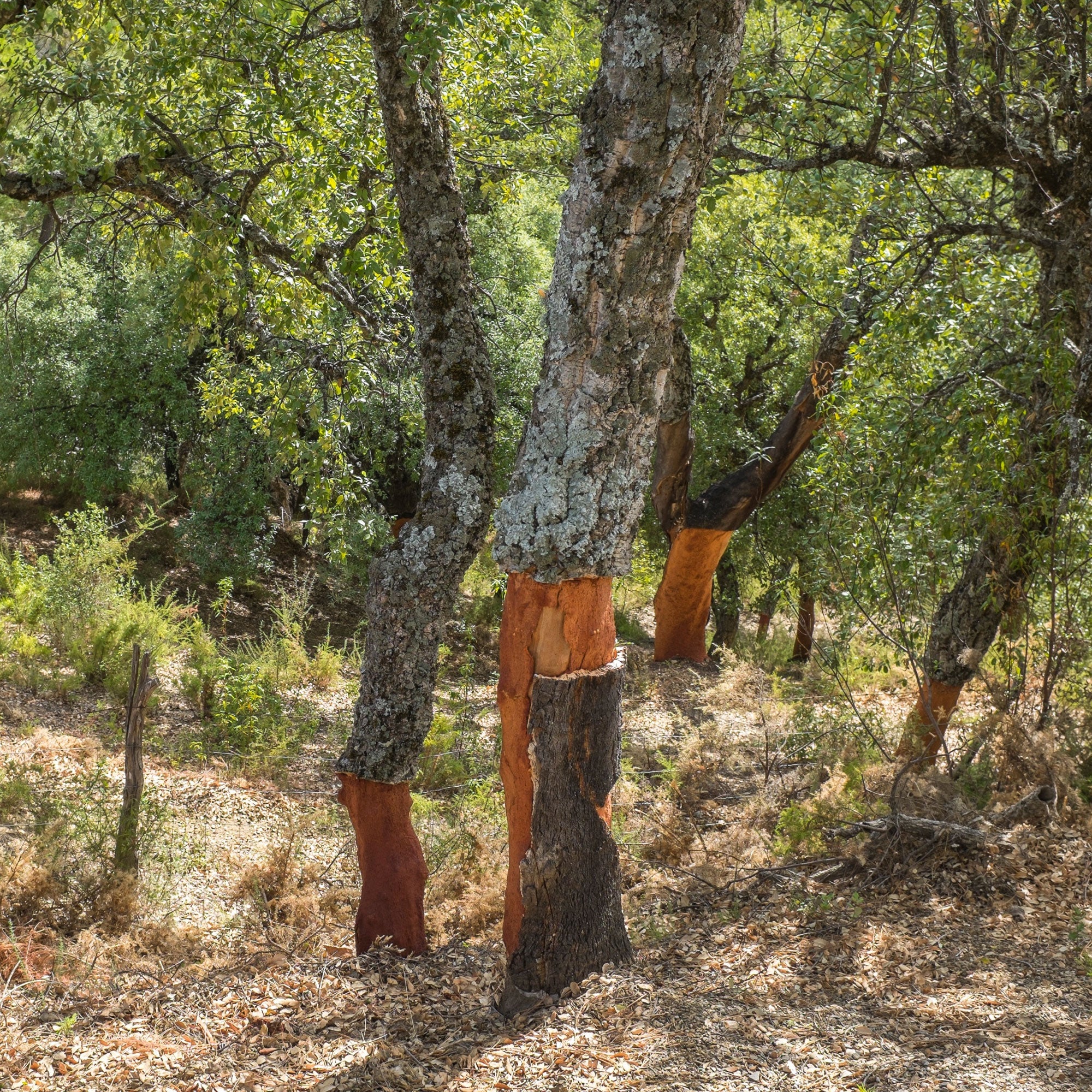 Kurkeik - Image 6