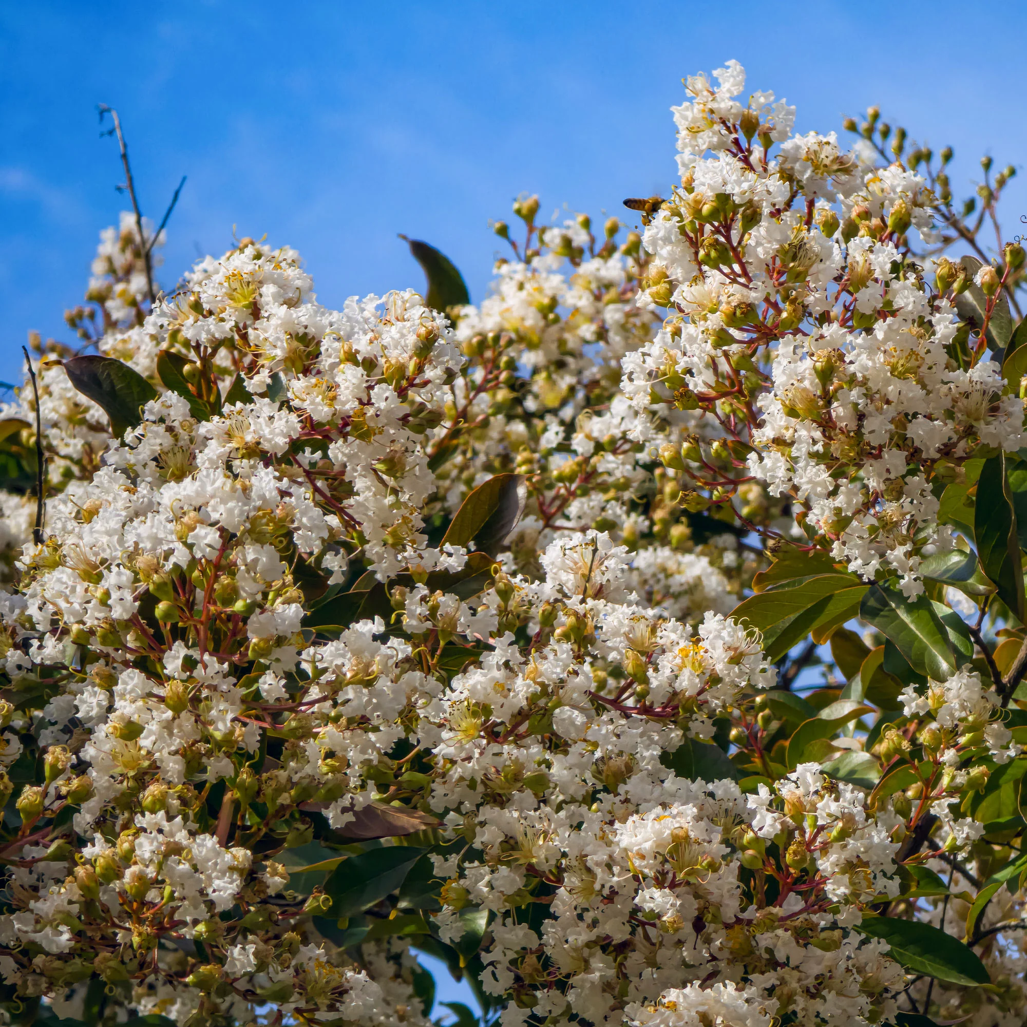 Lagerstroemia Natchez - Image 2