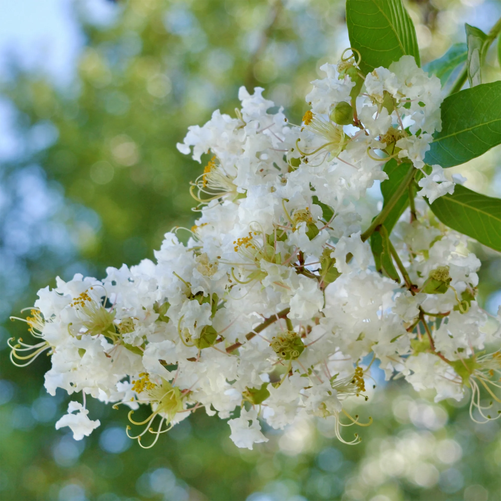 Lagerstroemia Natchez - Image 3