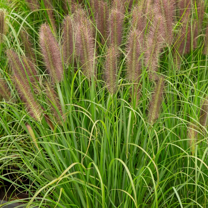 Lampenpoetsersgras 'Japonicum' - Image 2