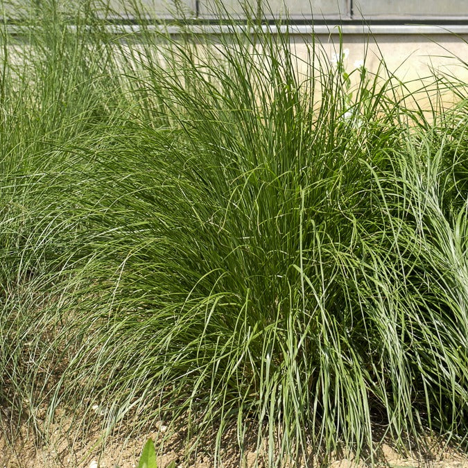 Lampenpoetsersgras 'Japonicum' - Image 3