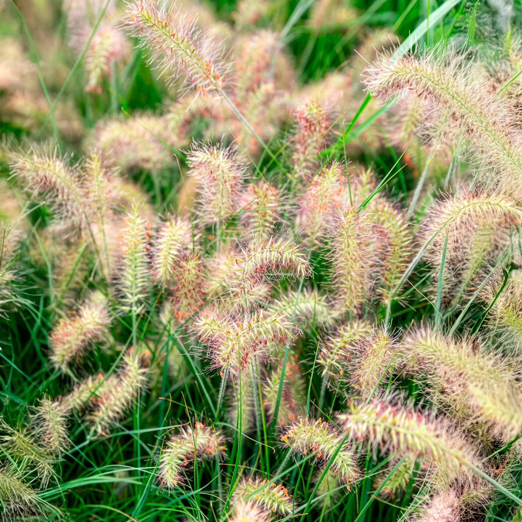 Miniatuur 2