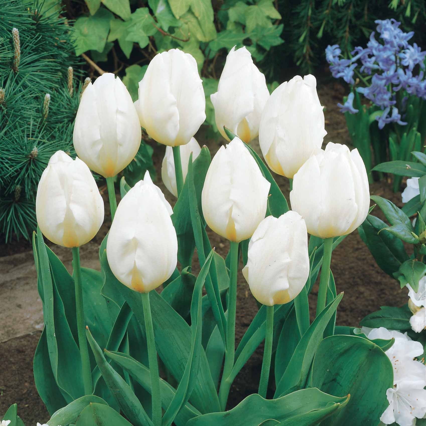 Langstelige tulp wit (x5)