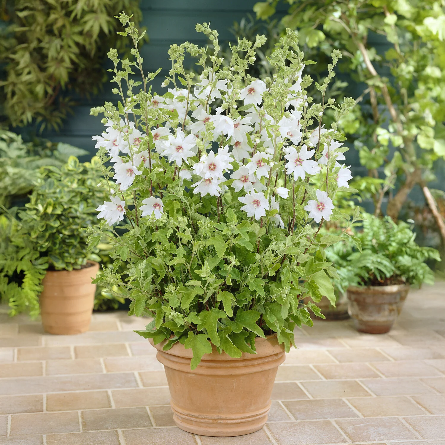 Lavatera Barnsley Baby - Image 3