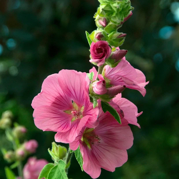 Lavatera 'Burgundy Wine' - op stam