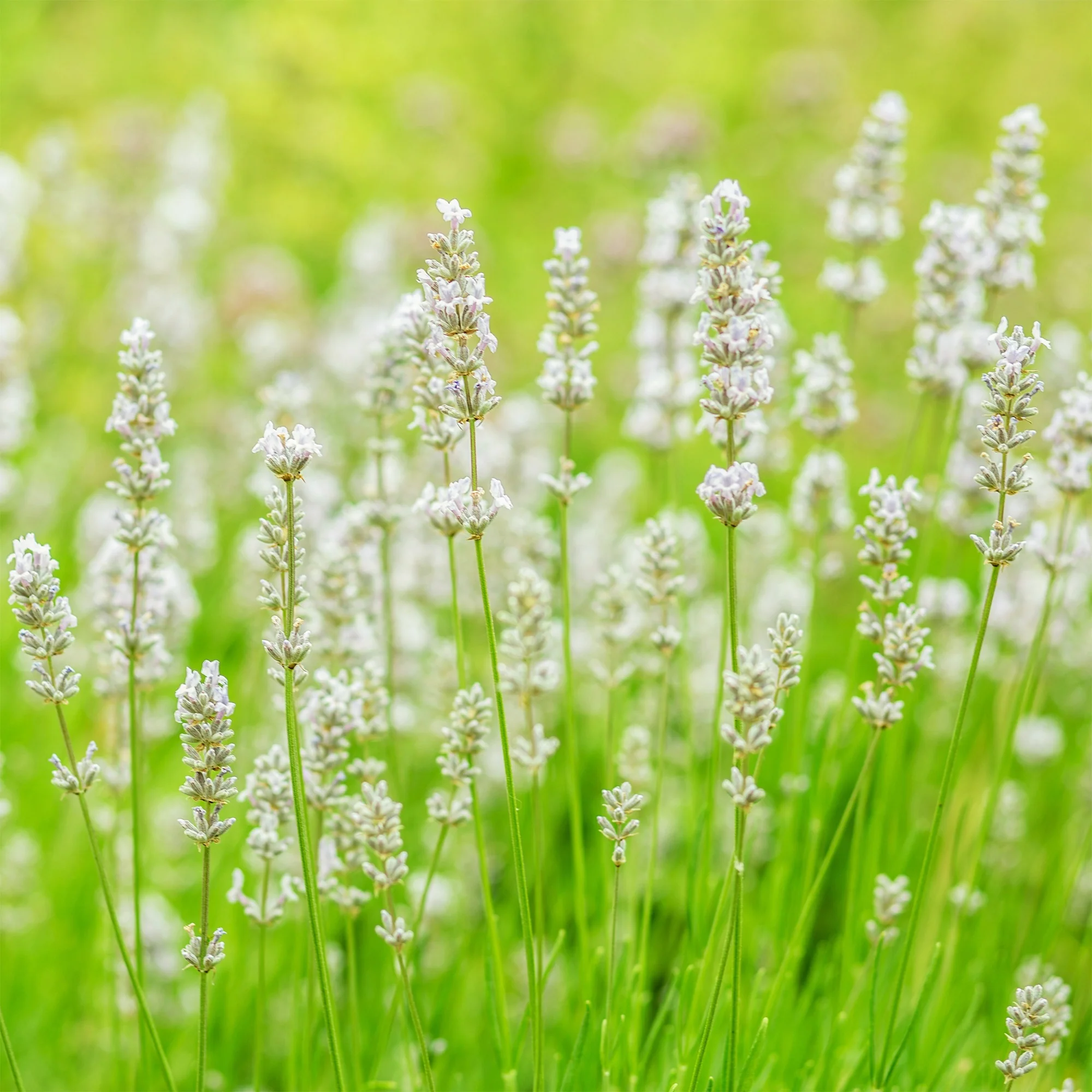 Lavendel 'Alba' (x2) - Image 3