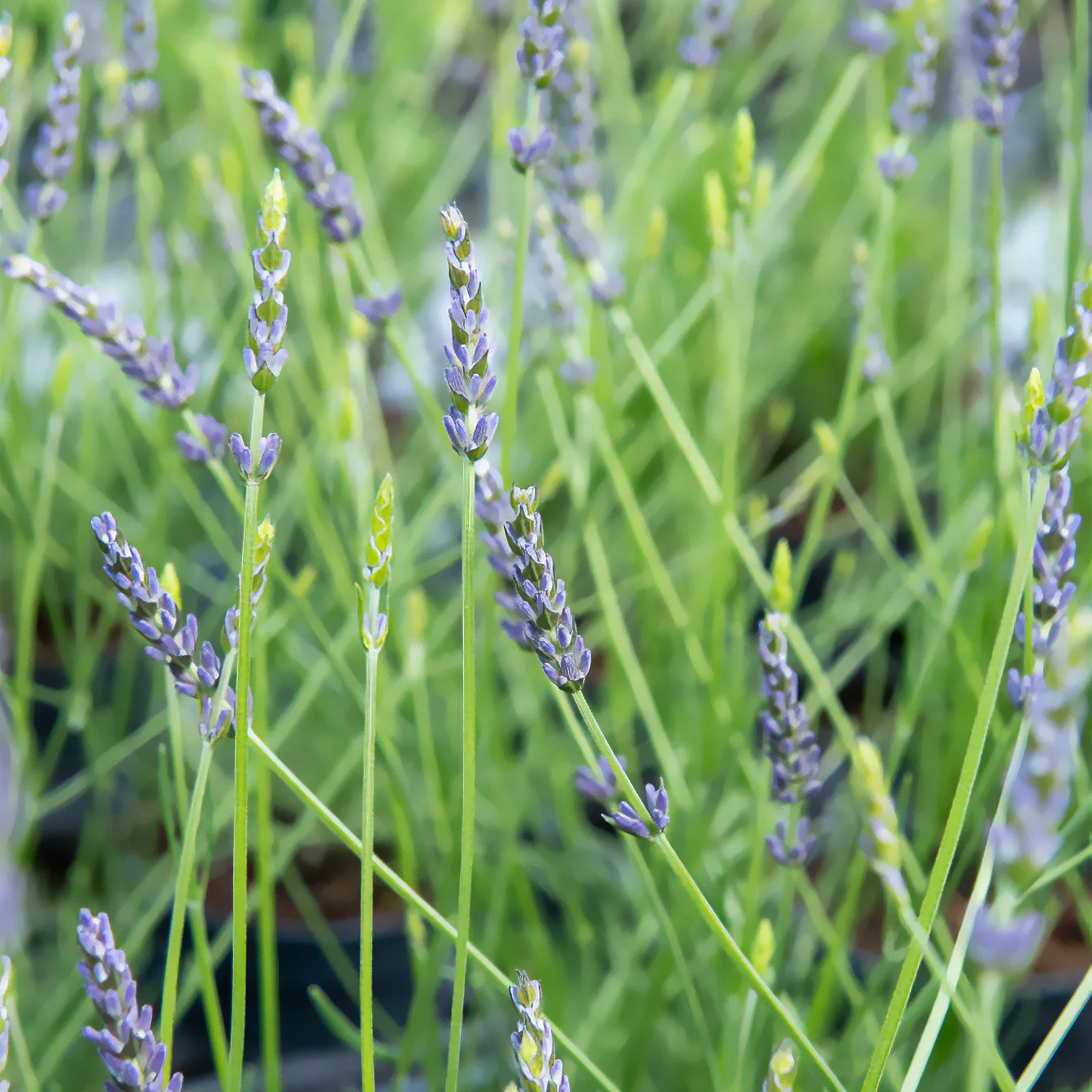 Lavendel x intermedia Phenomenal® Niko