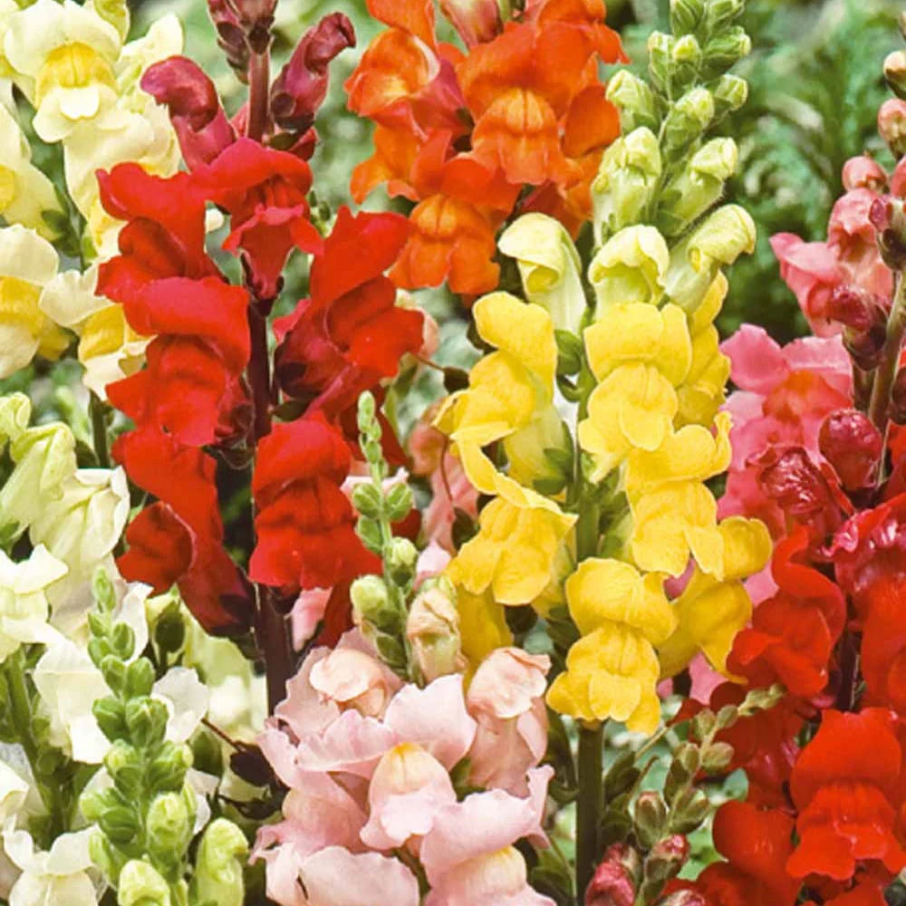 Leeuwebek Antirrhinum majus - Rainbow mix - Image 2