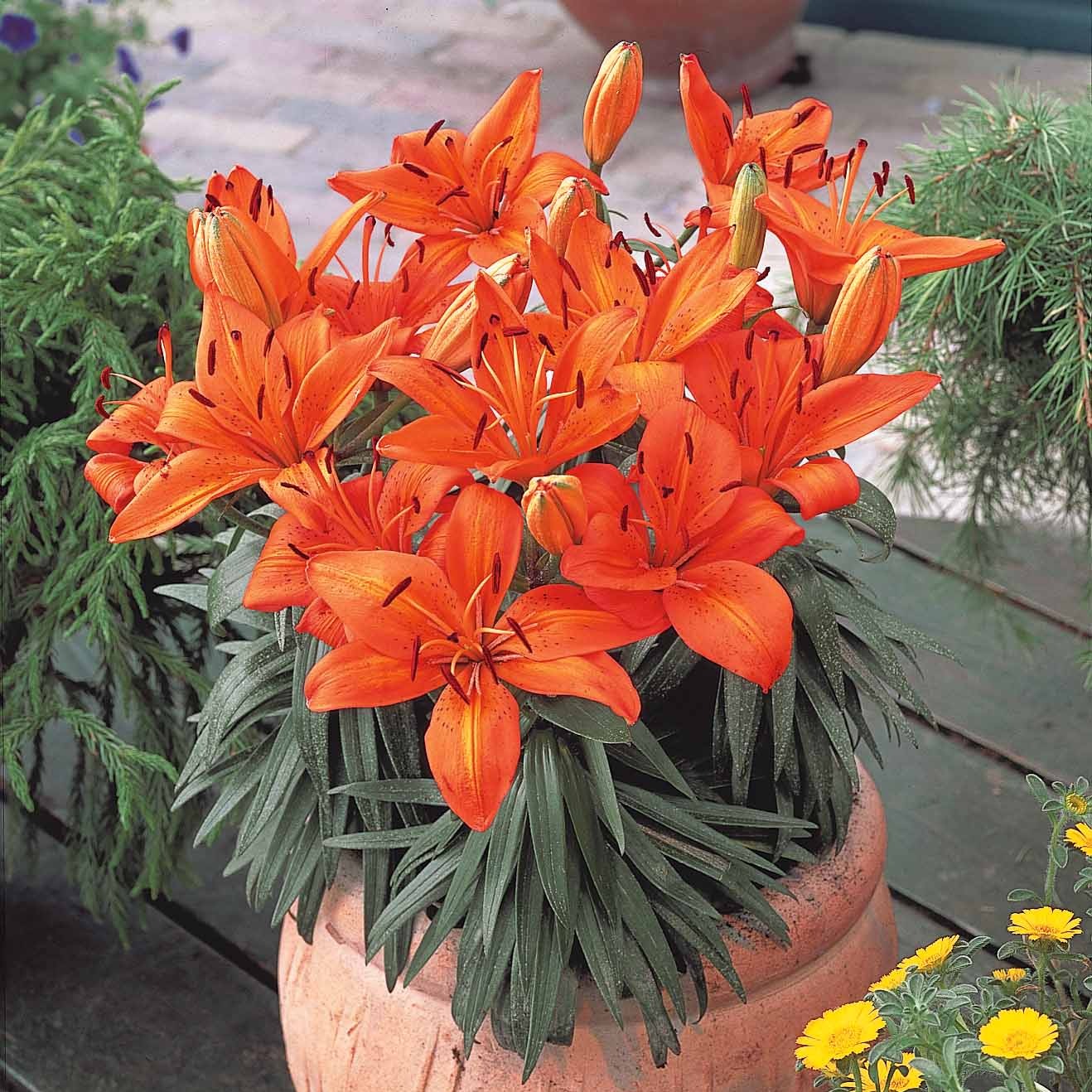 Lelie - oranje (x3)