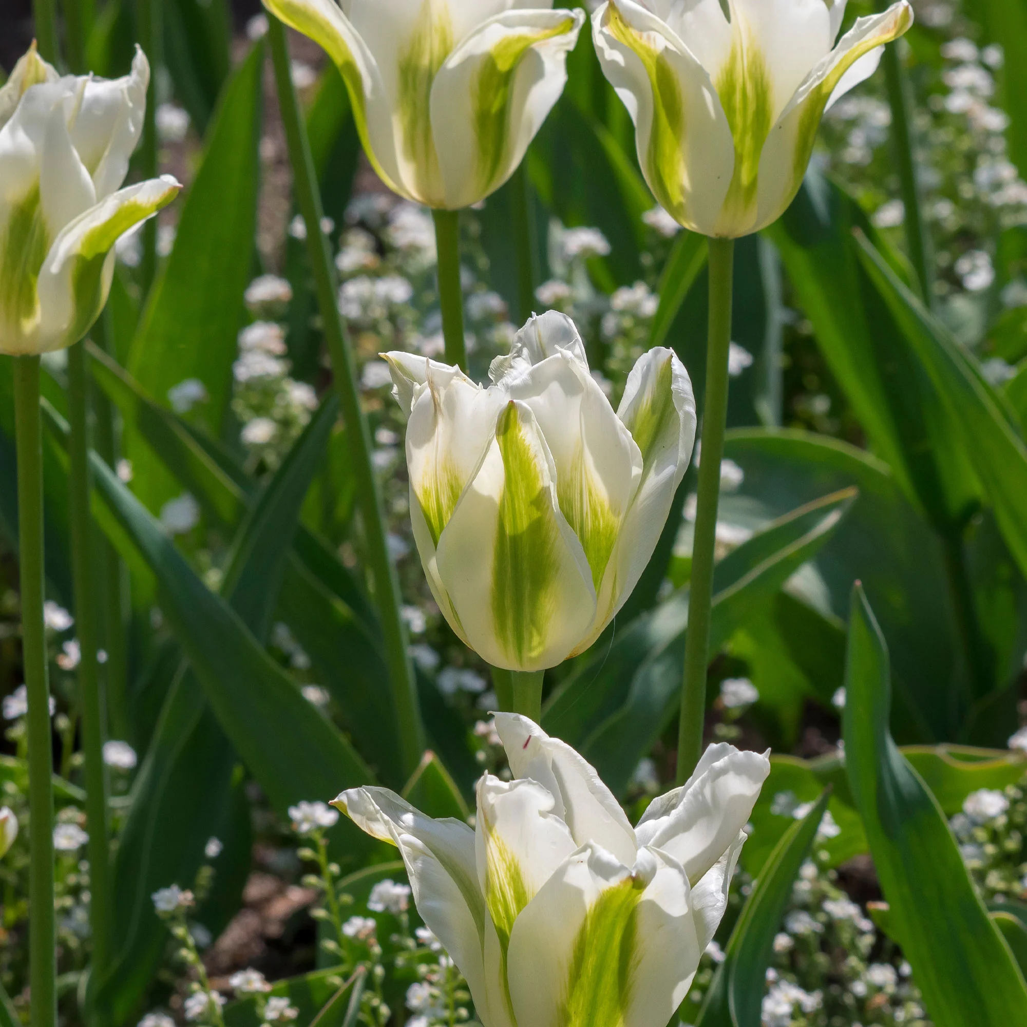 Leliebloemige tulpen 'Greenstar' (x10)