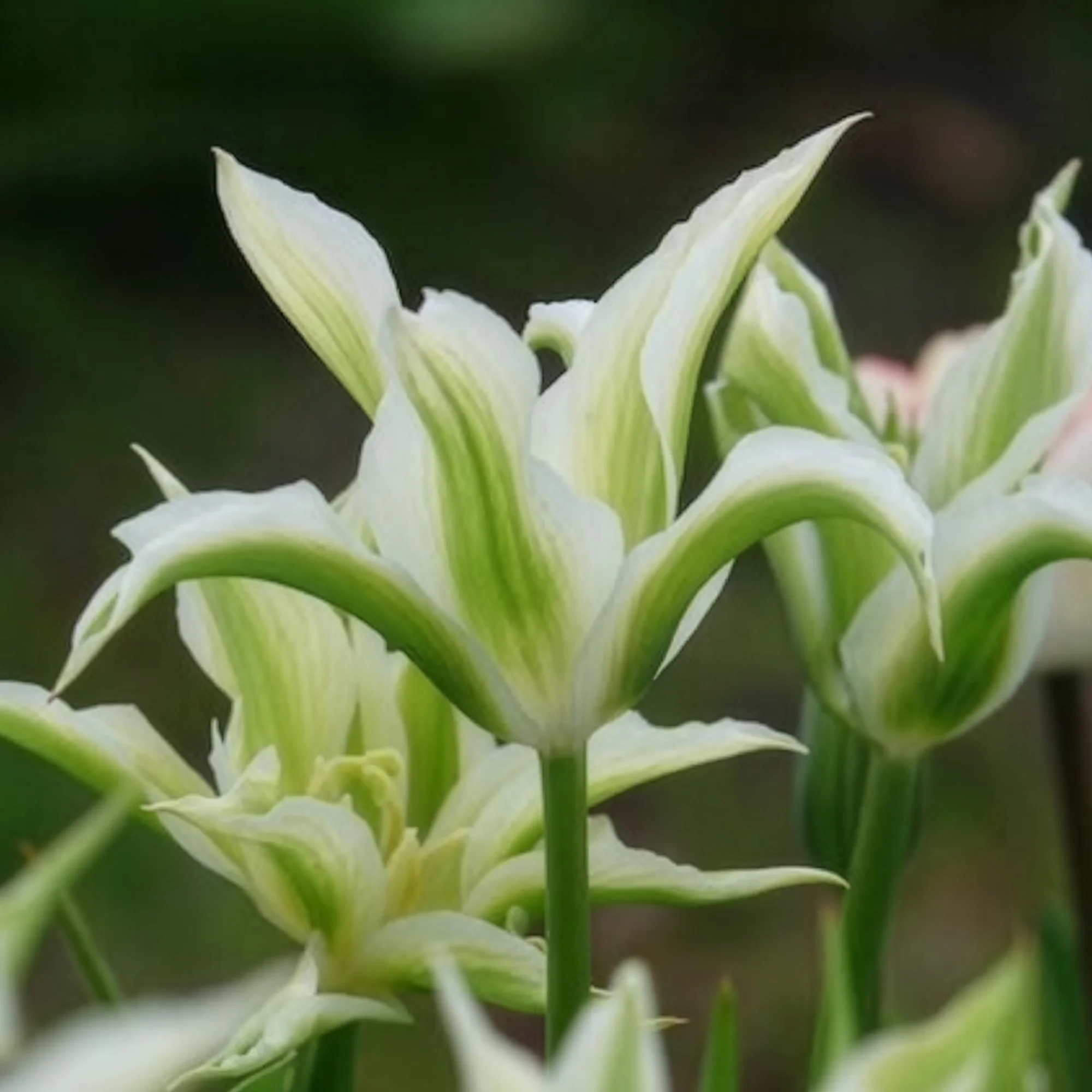 Leliebloemige tulpen 'Greenstar' (x10) - Image 10