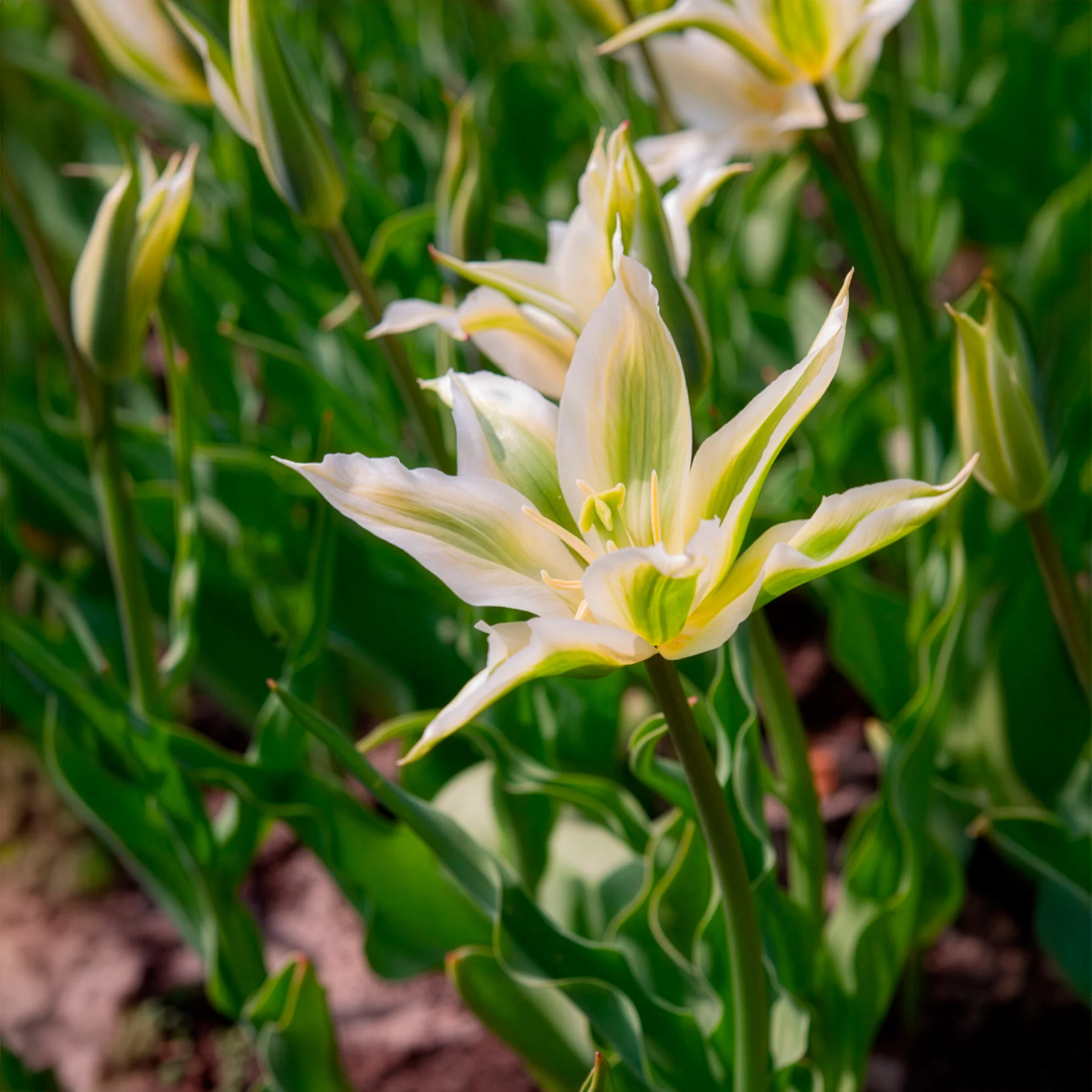 Leliebloemige tulpen 'Greenstar' (x10) - Image 5