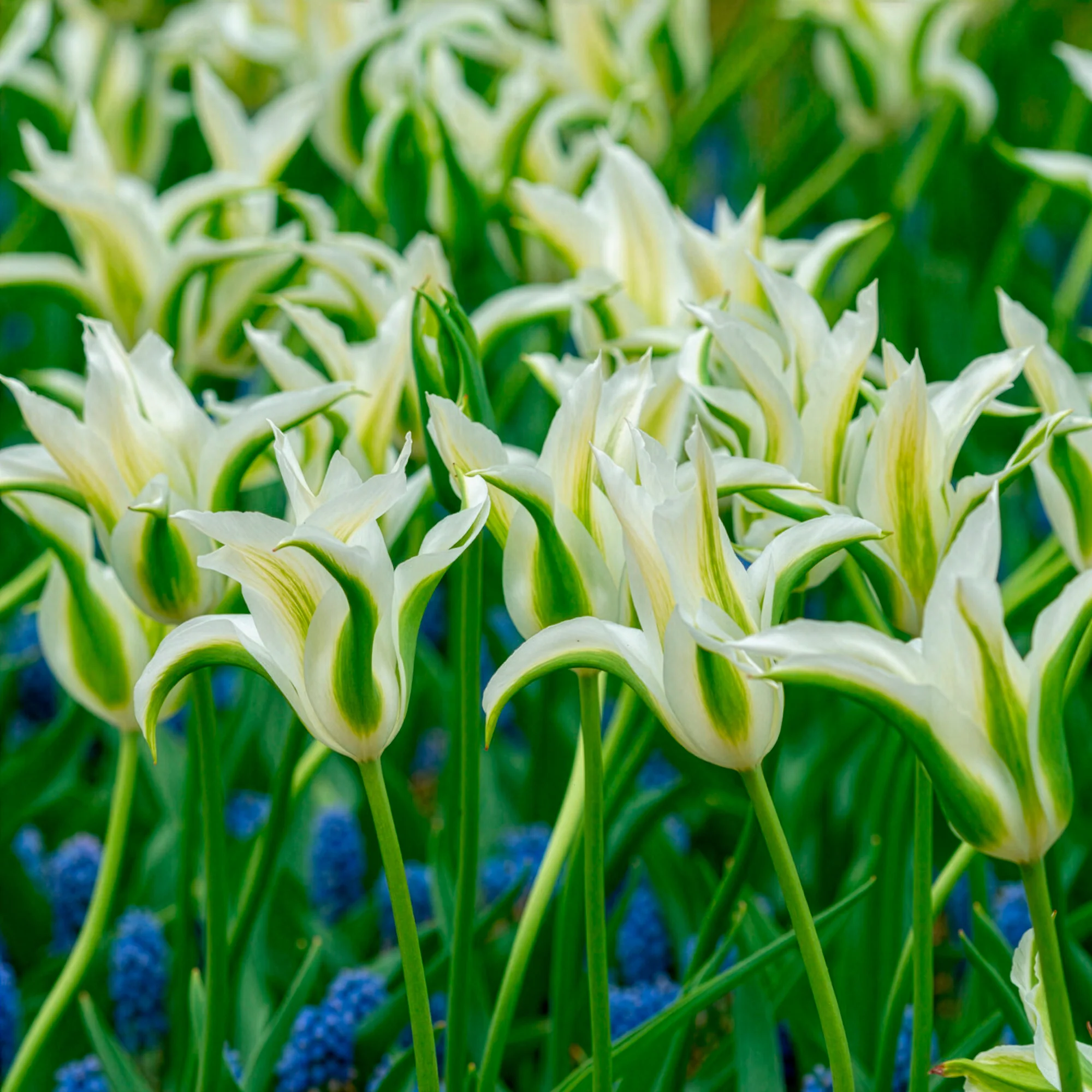 Leliebloemige tulpen 'Greenstar' (x10) - Image 6