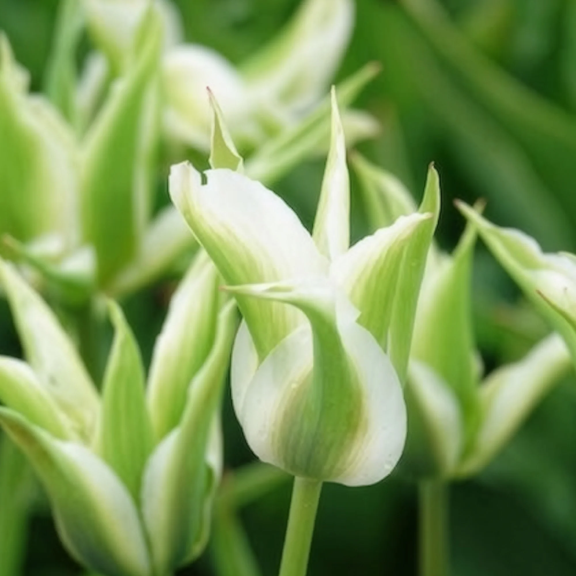 Leliebloemige tulpen 'Greenstar' (x10) - Image 8