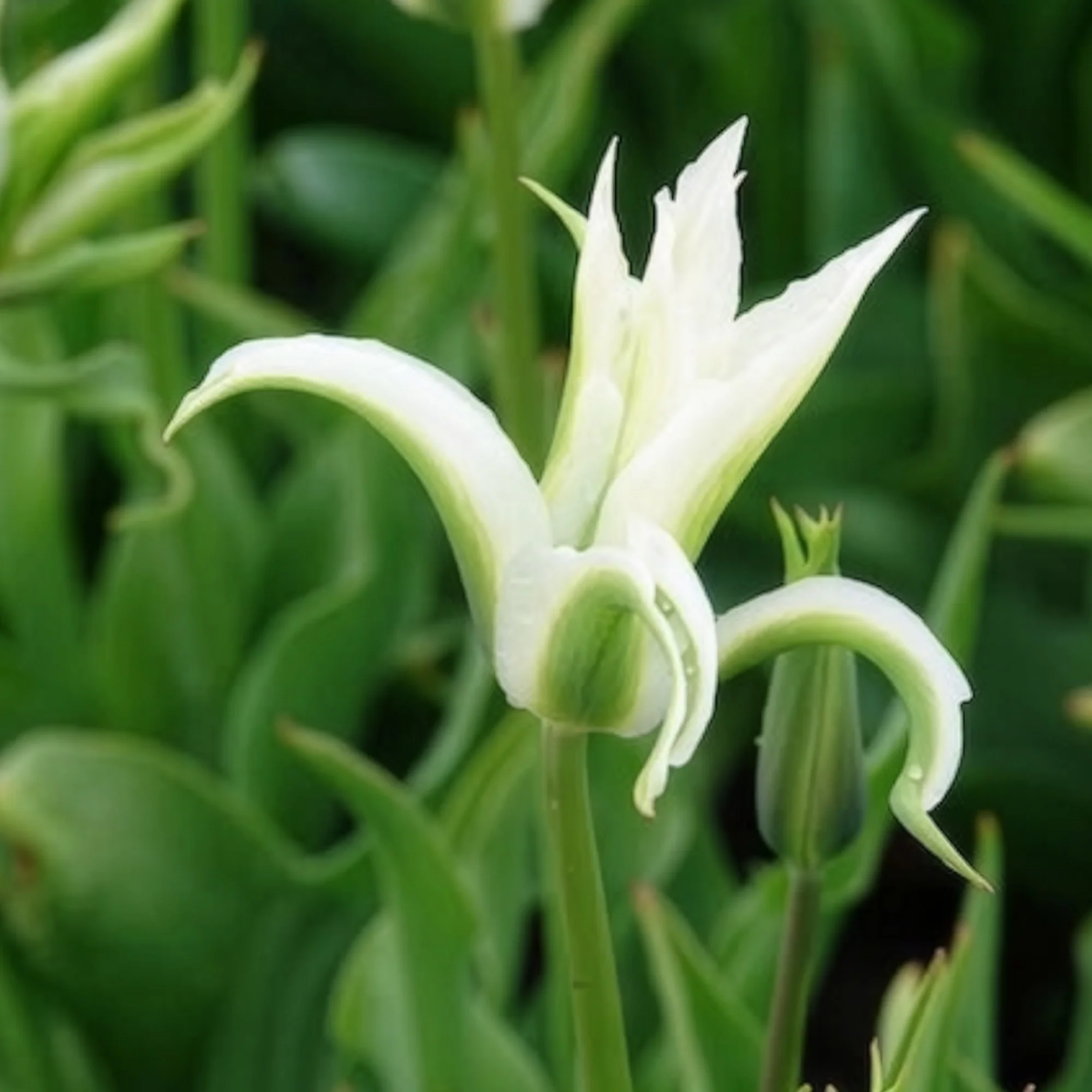 Leliebloemige tulpen 'Greenstar' (x10) - Image 9