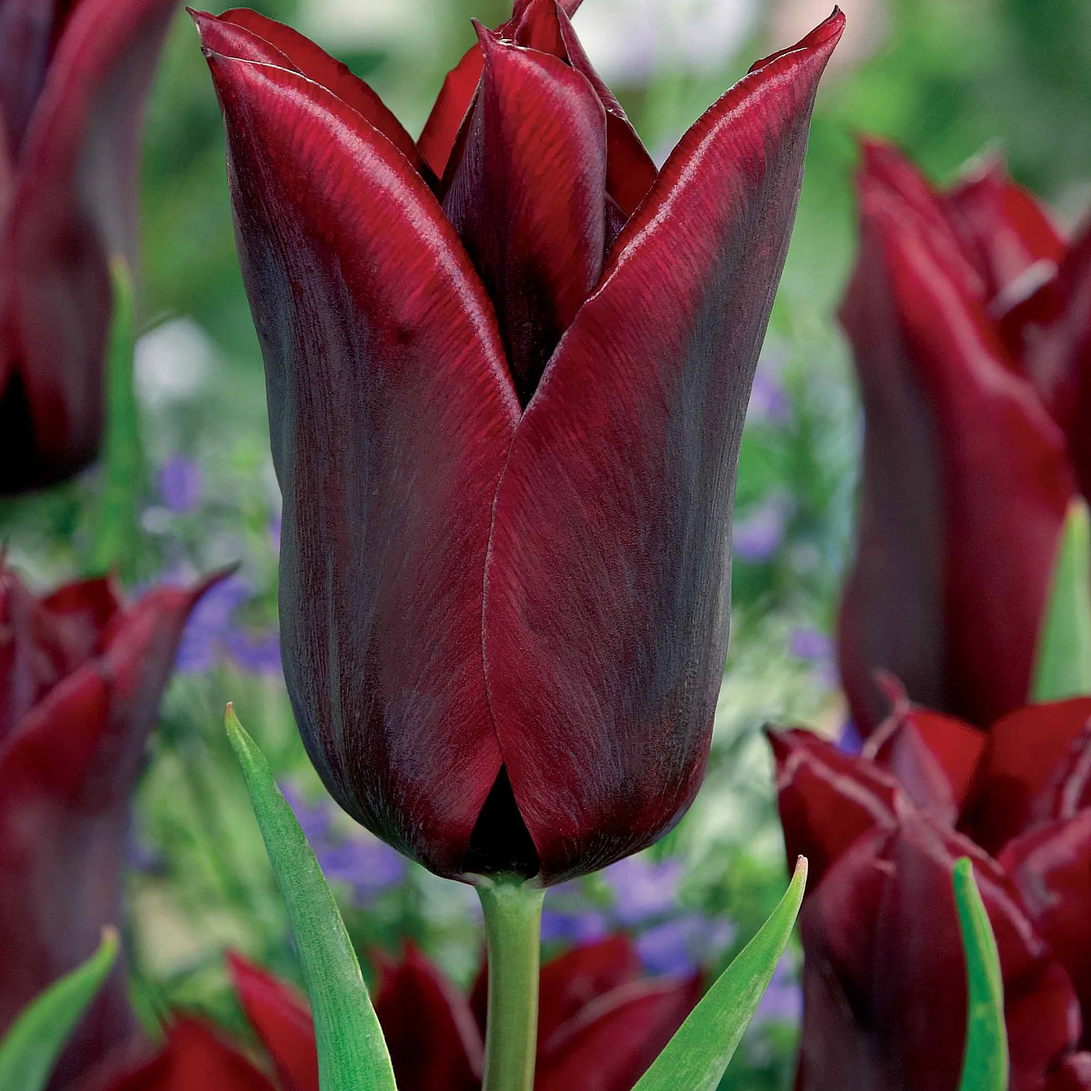 Leliebloemige tulpen 'Lasting Love' (x10)
