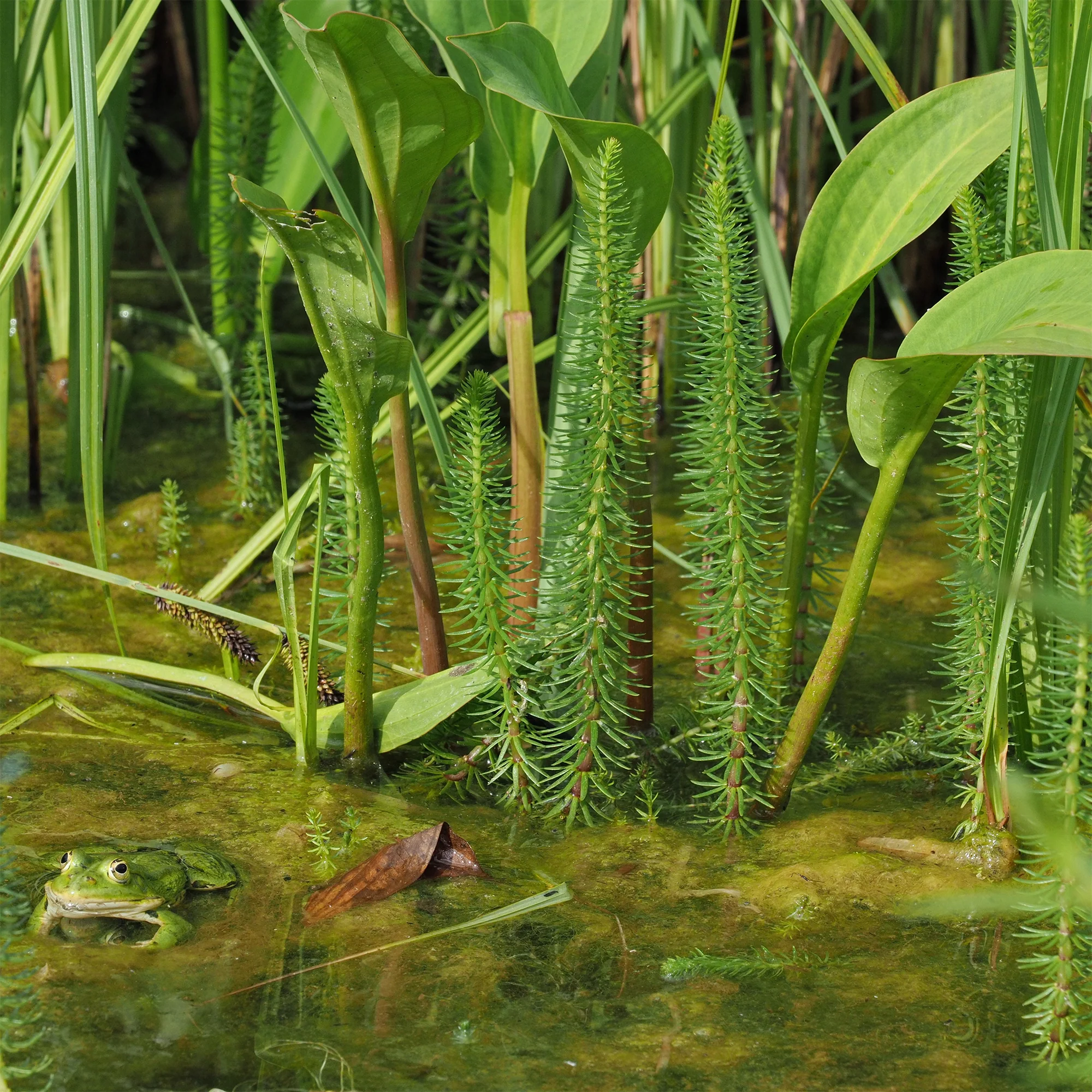 Miniatuur 2