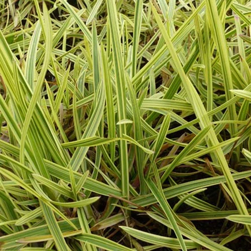 Liesgras