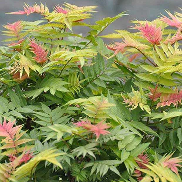 Lijsterbesspirea 'Pink Hopi'®