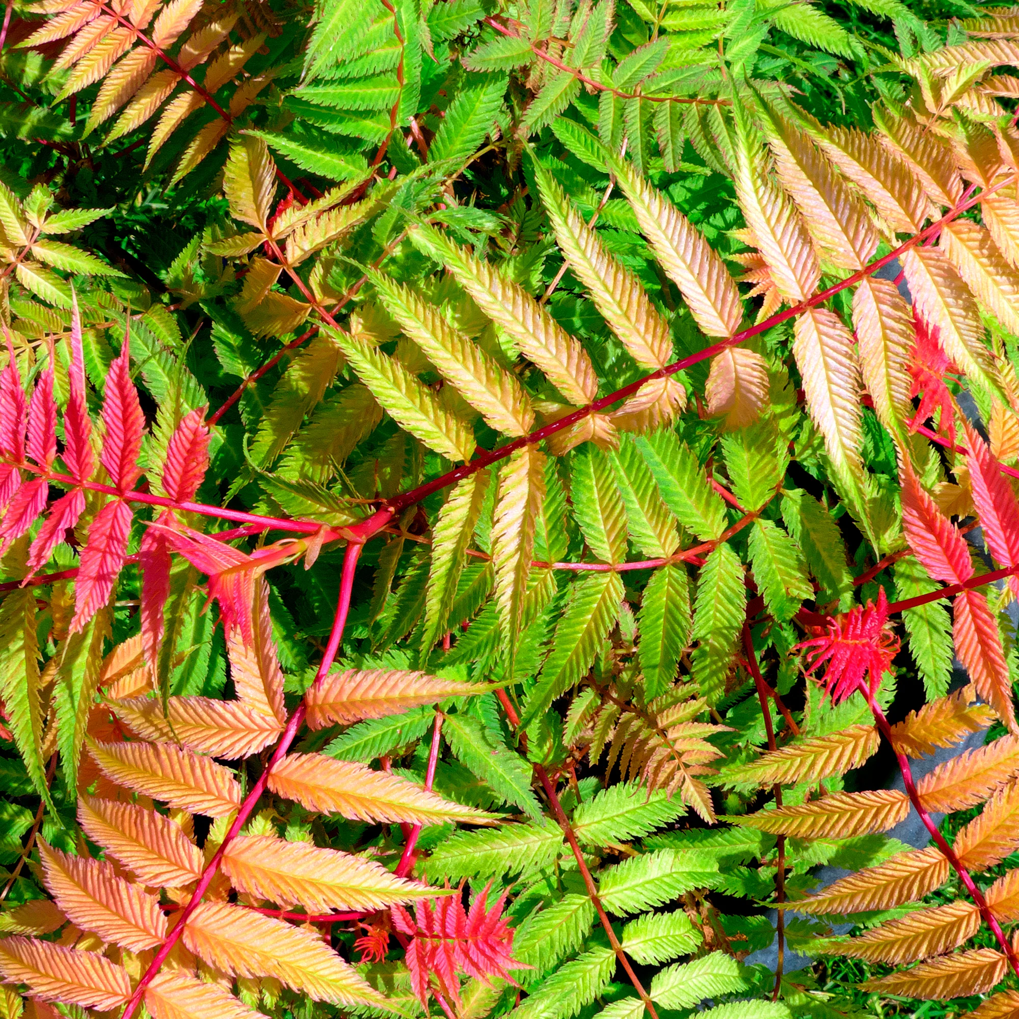 Lijsterbesspirea 'Pink Hopi'® - Image 3