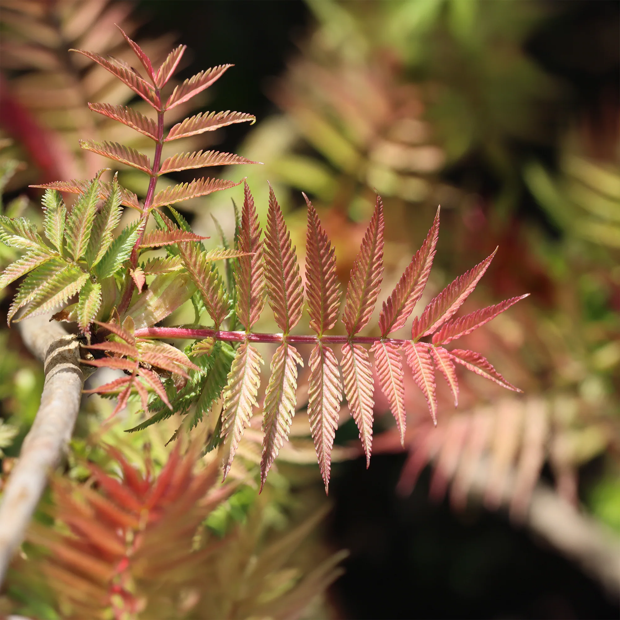 Lijsterbesspirea 'Pink Hopi'® - Image 4