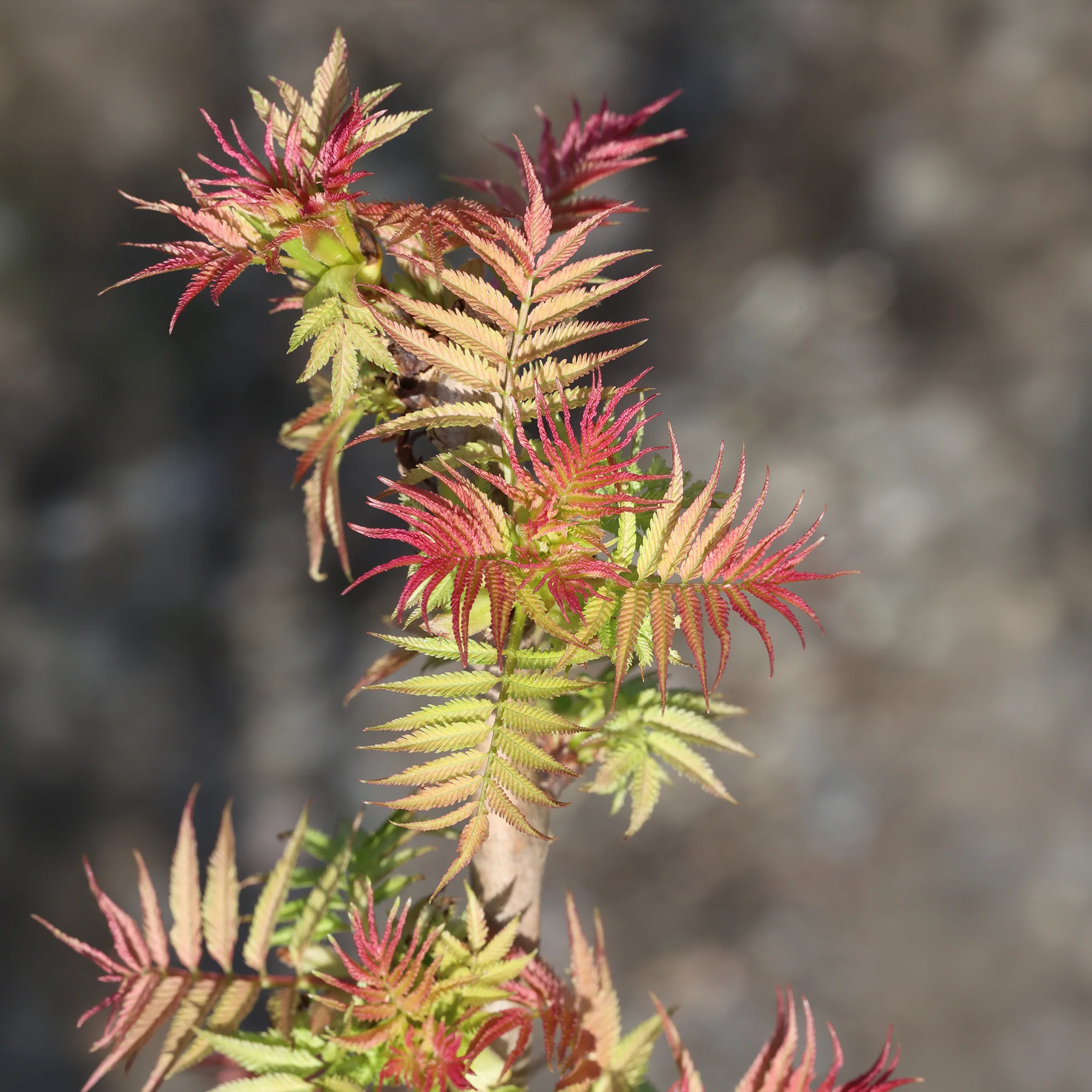 Lijsterbesspirea 'Pink Hopi'® - Image 5