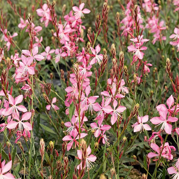 Lindheimers prachtkaars 'Siskiyou Pink' - Image 5