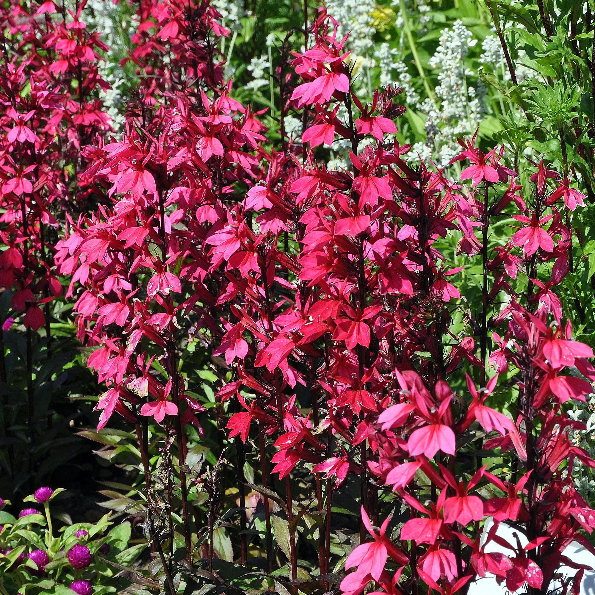 Lobelia 'Russian Princess'