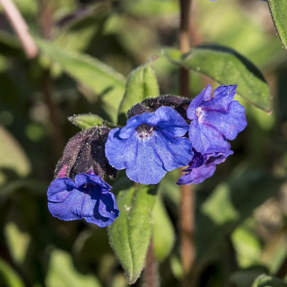 Longkruid 'Blue Ensign' - Image 4