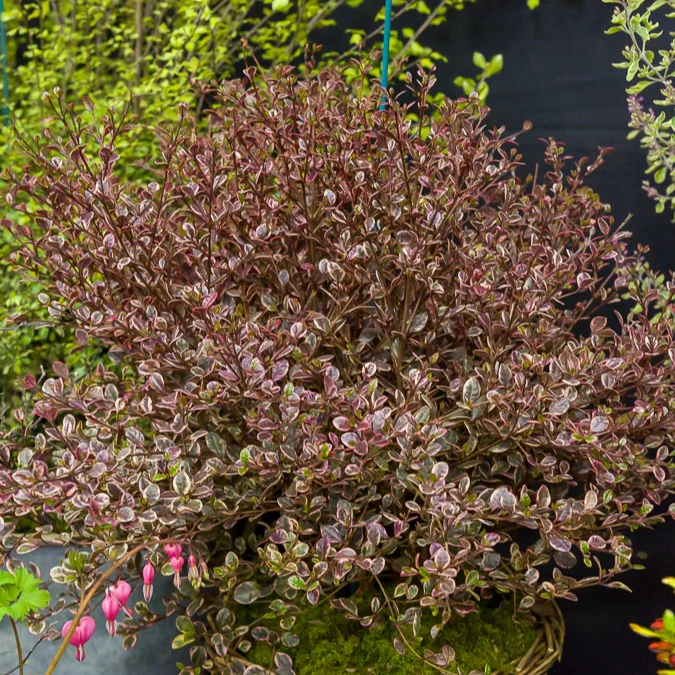 Lophomyrtus