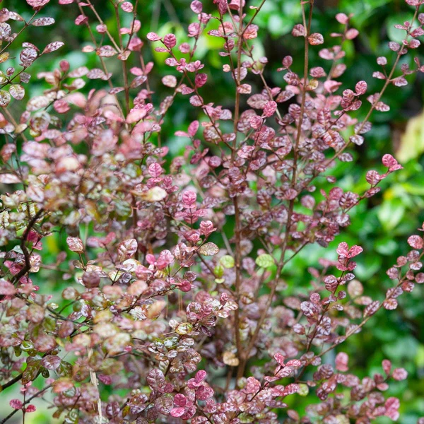 Lophomyrtus Purpurea Nana