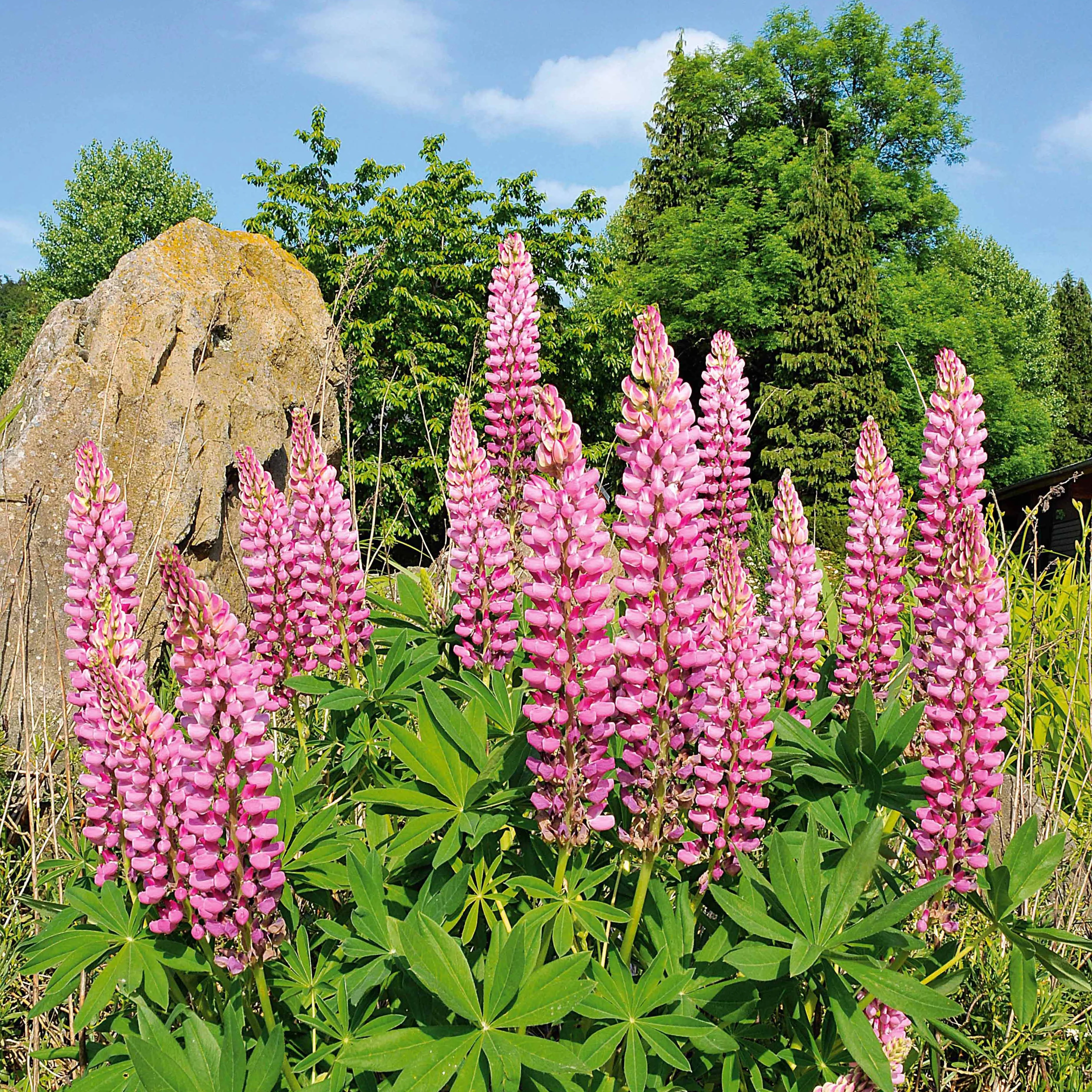 Lupine (x3)