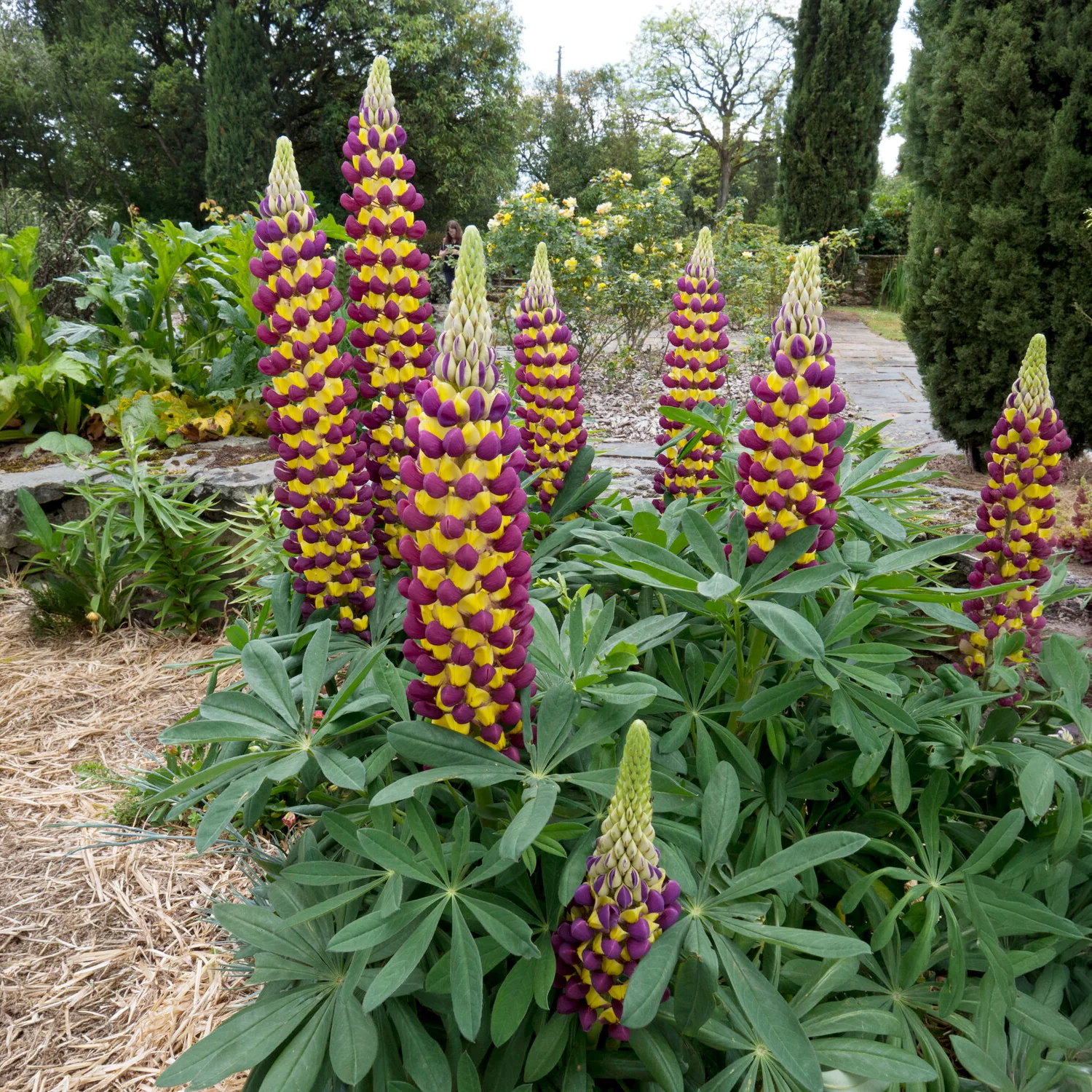 Lupine Manhattan Lights® - Image 2