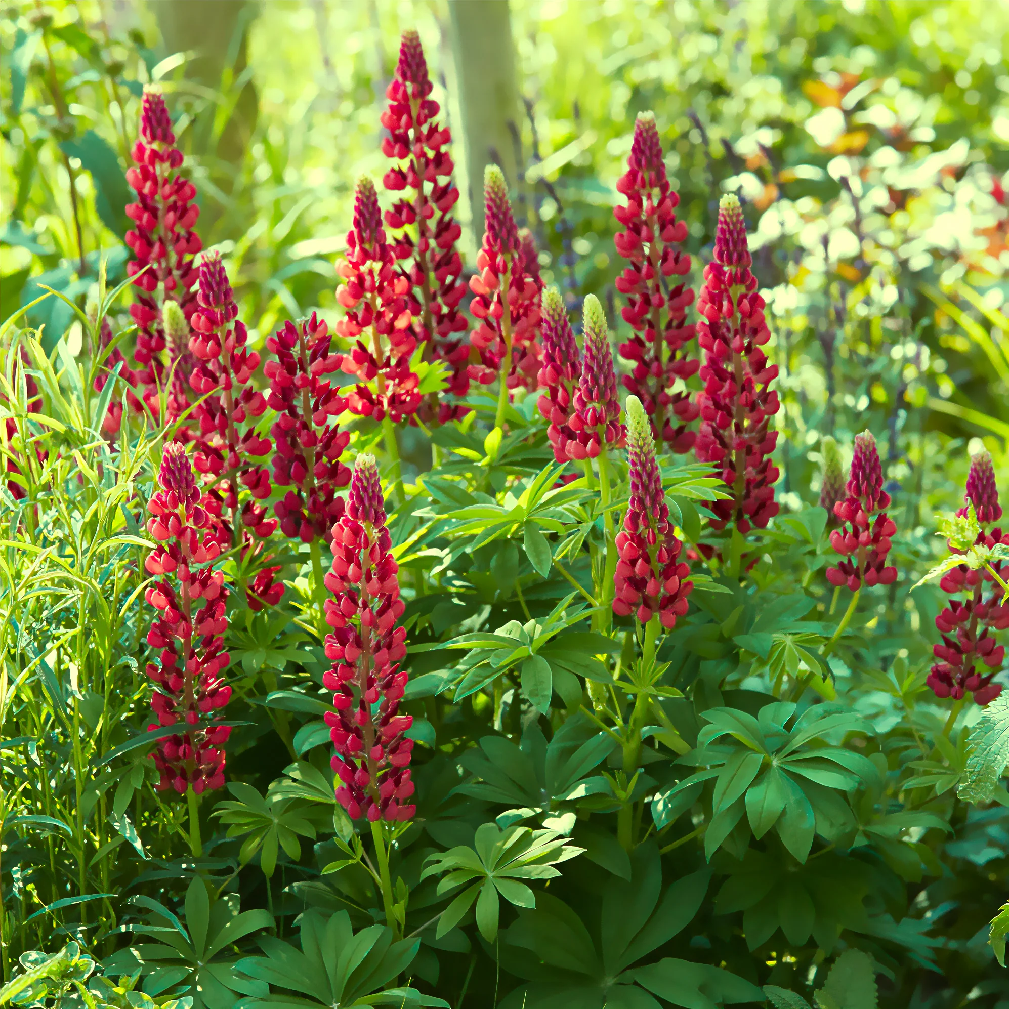 Lupine My Castle Rouge - Image 3