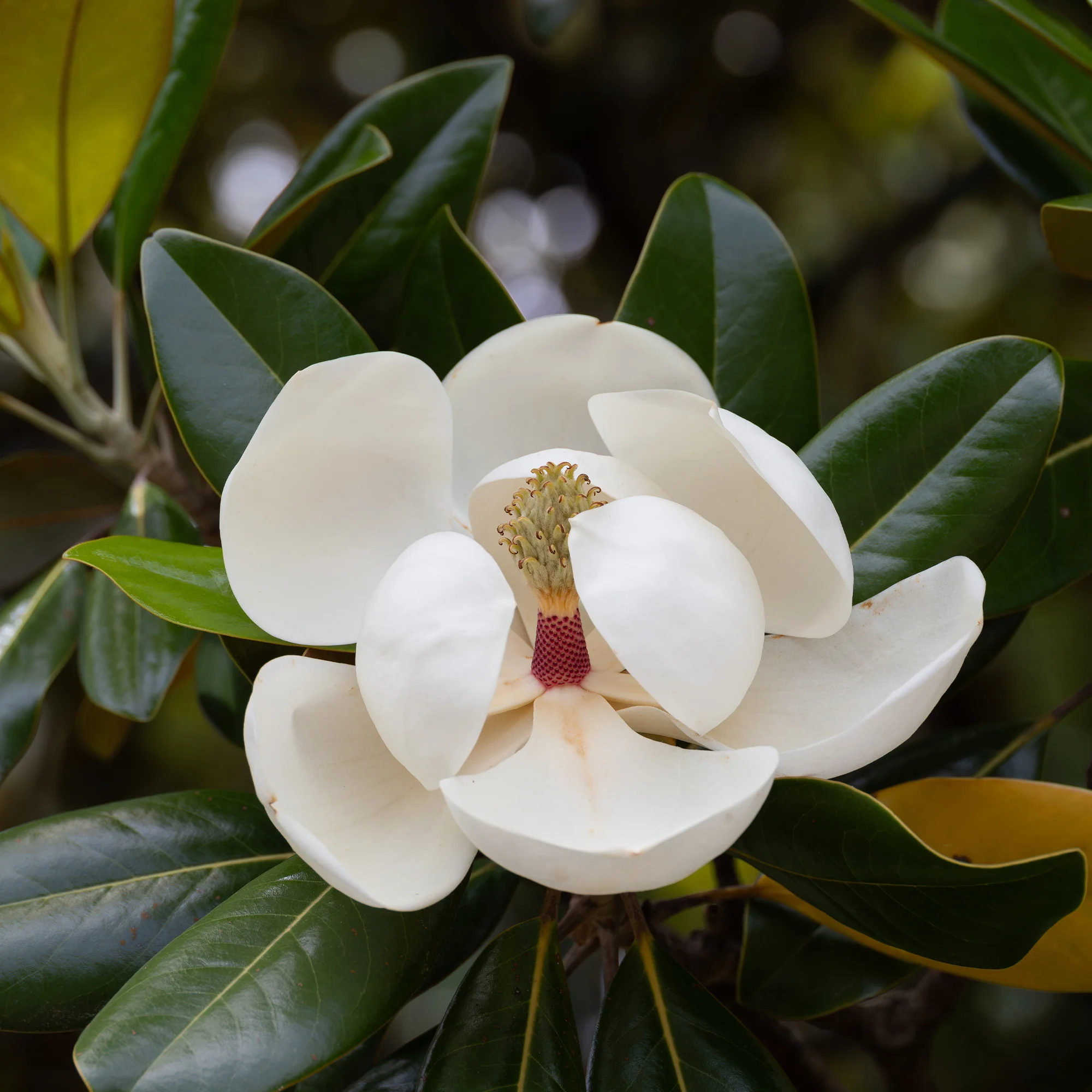 Magnolia grandiflora Alta - Image 2